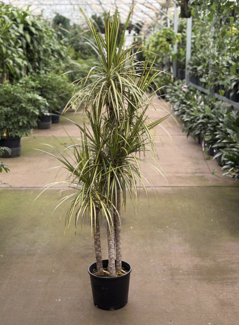 10in Dracaena Kiwi Cutback - $90