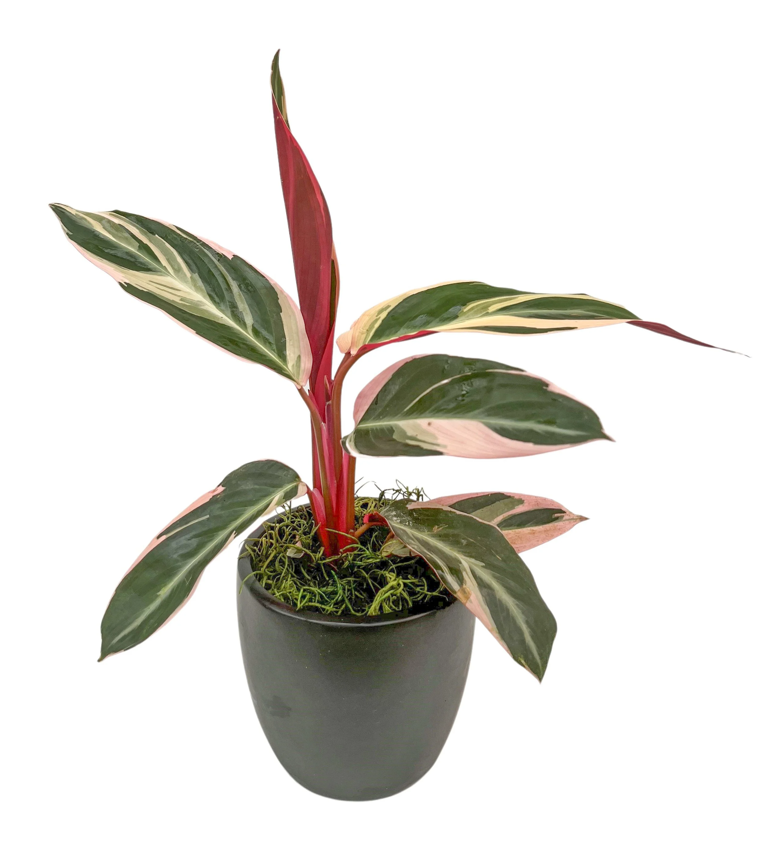 A potted plant with large variegated green and cream leaves and a tall red stem, set against a white background.