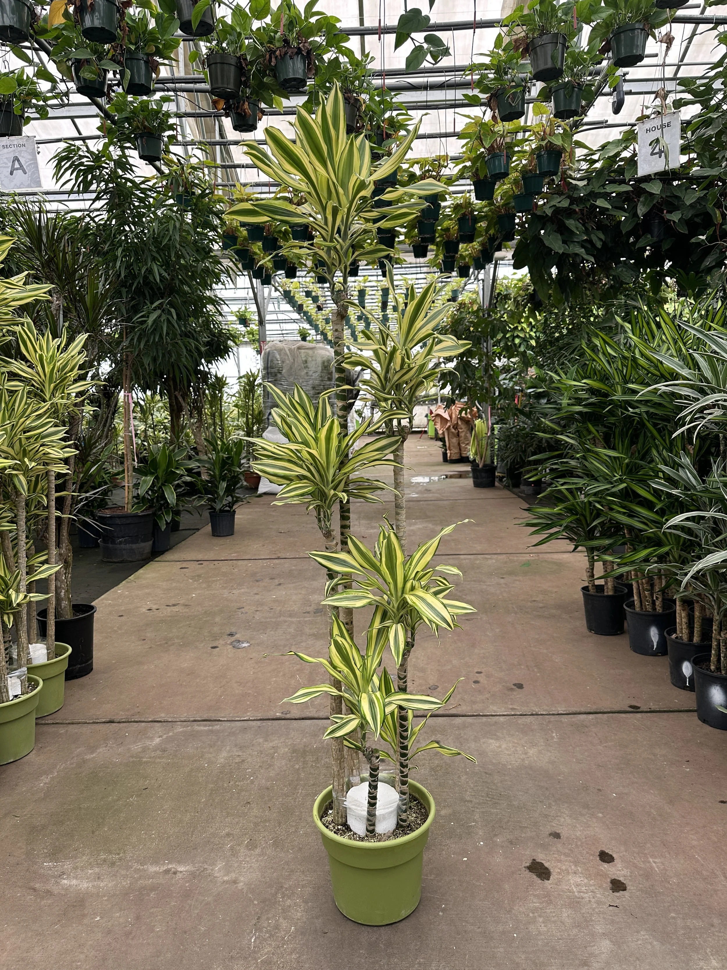 12" dracaena sted sol 5PPP 6ft+ - $123.97