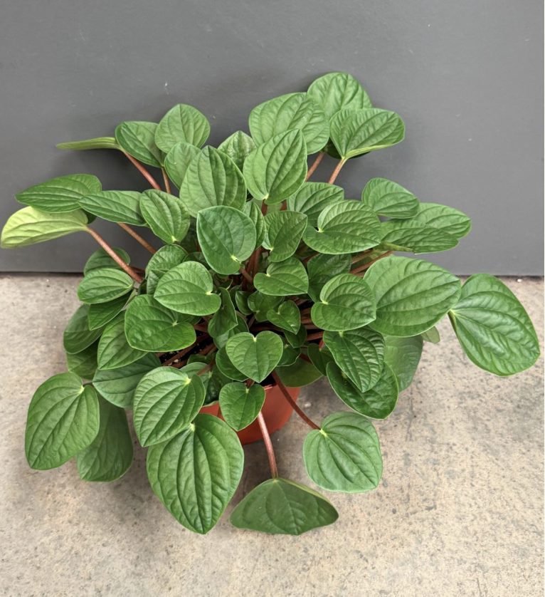6" peperomia rana verde - $12