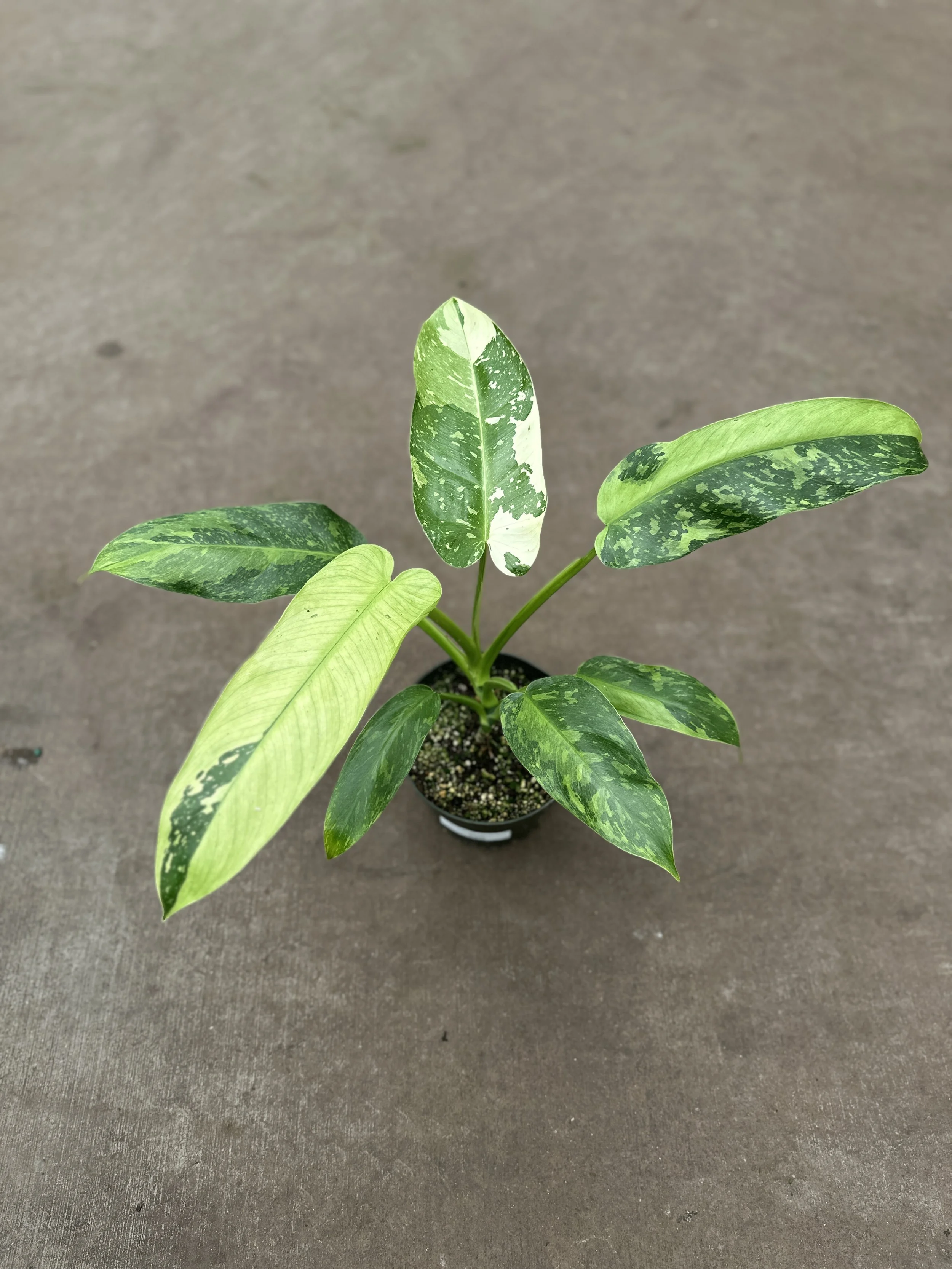 8" philodendron Jose bueno - $75