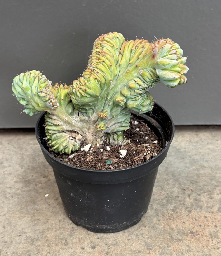 4" myrtillo geometrizen crest - $20.25