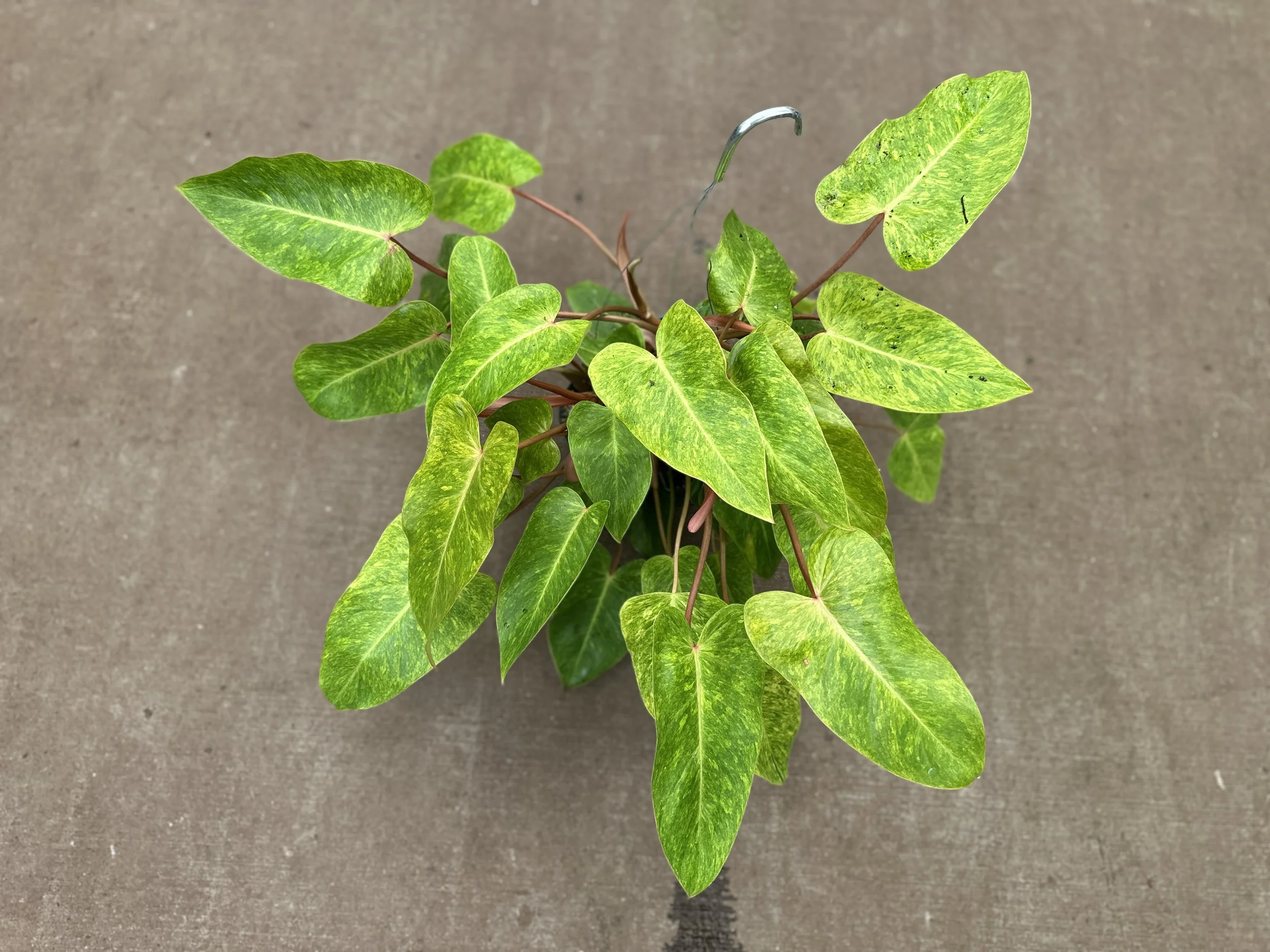 8" philodendron painted lady - $30