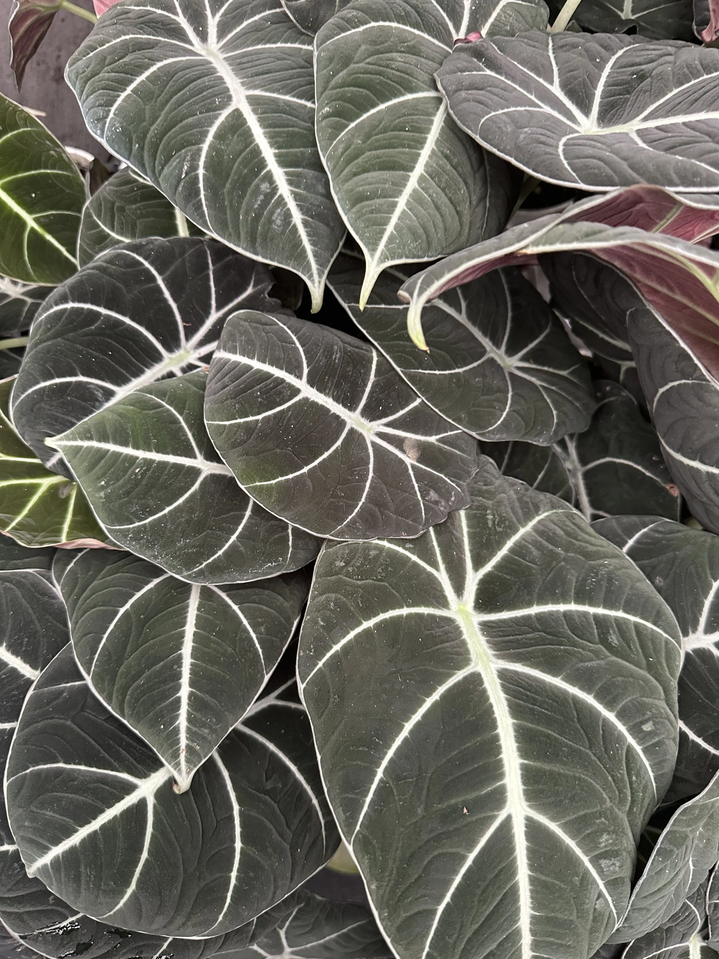 4" alocasia black velvet - $12.71