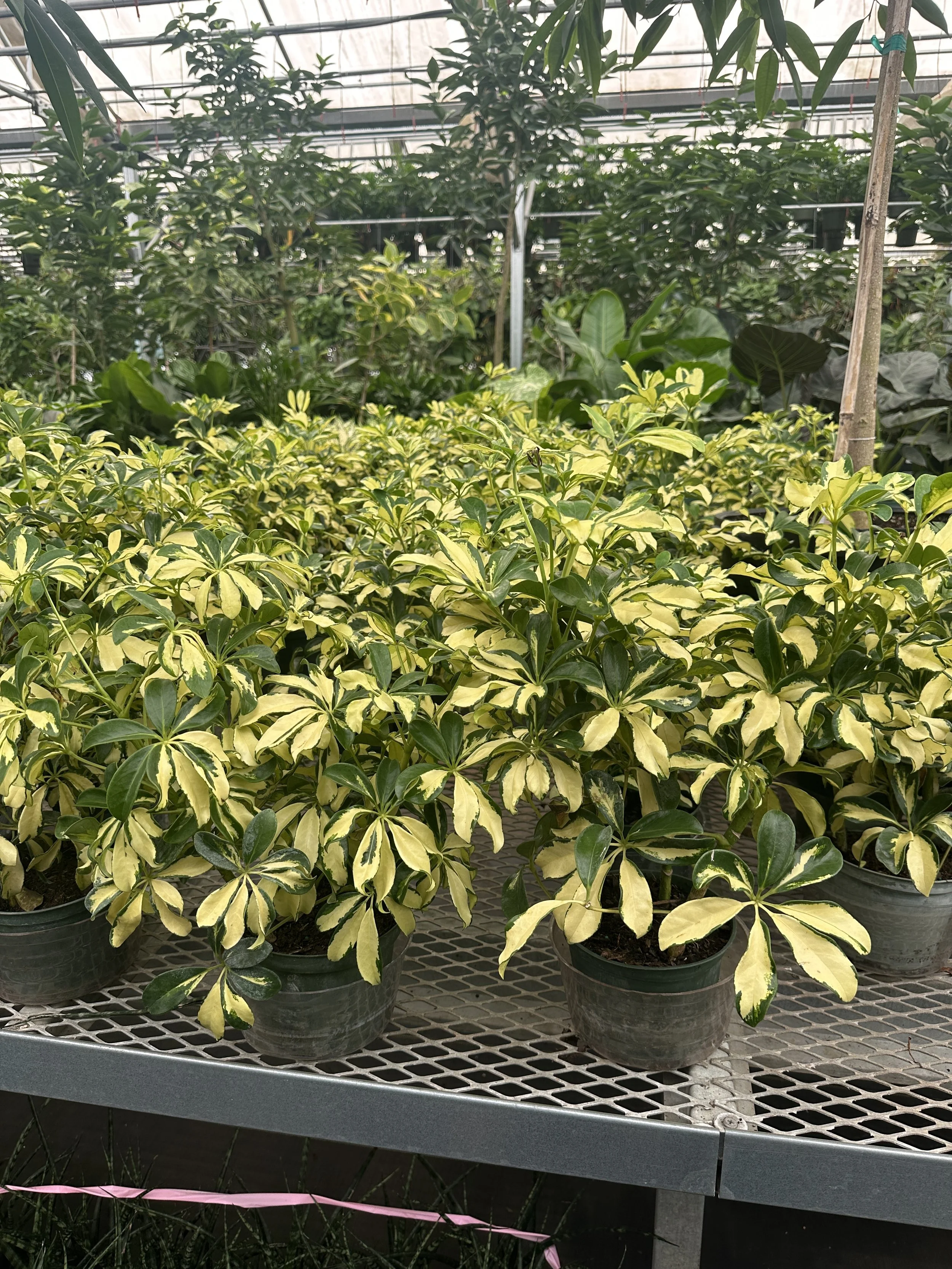 6" schefflera arboricola variegated - $13.34