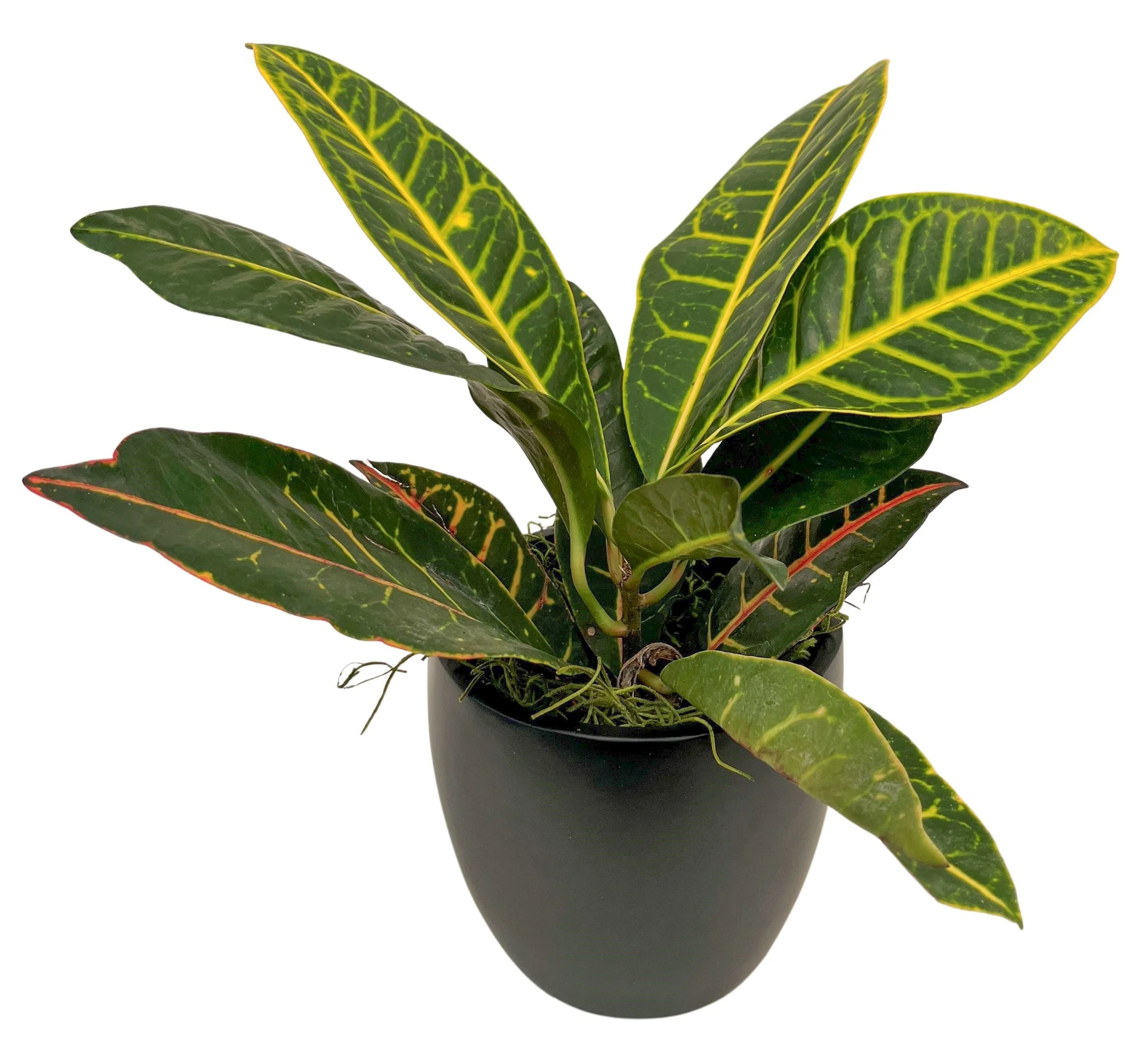 A potted plant with large, dark green leaves featuring bright yellow veins and red-tinted edges, placed against a plain white background.