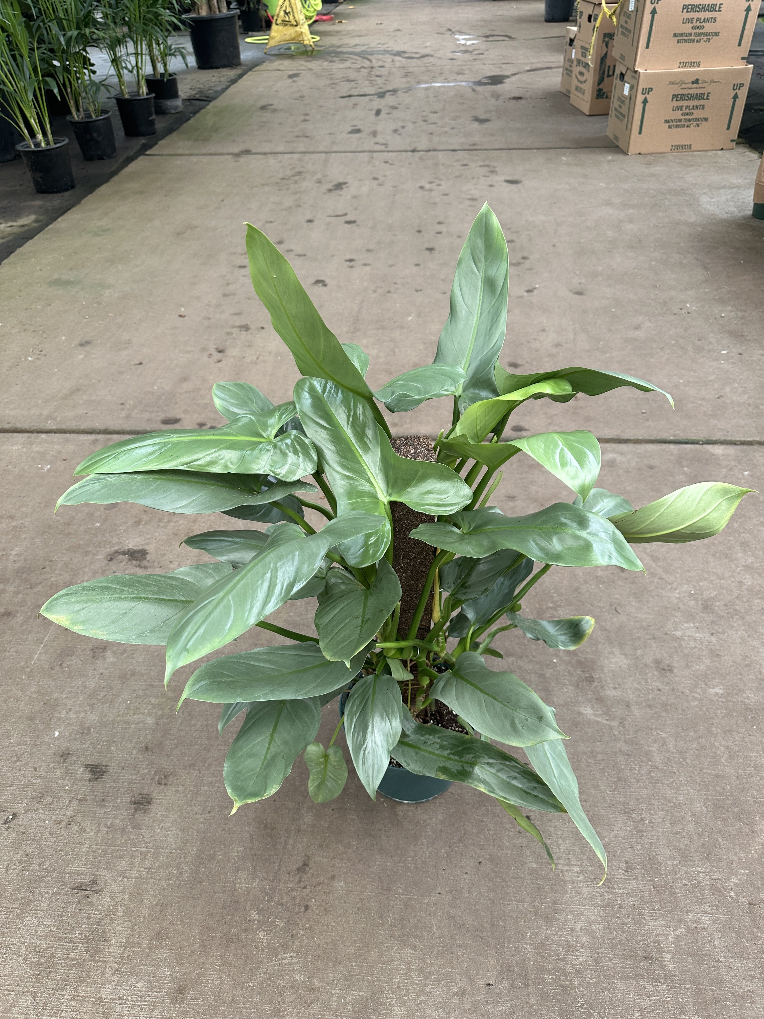 8" philodendron silver sword on moss pole - $52.31