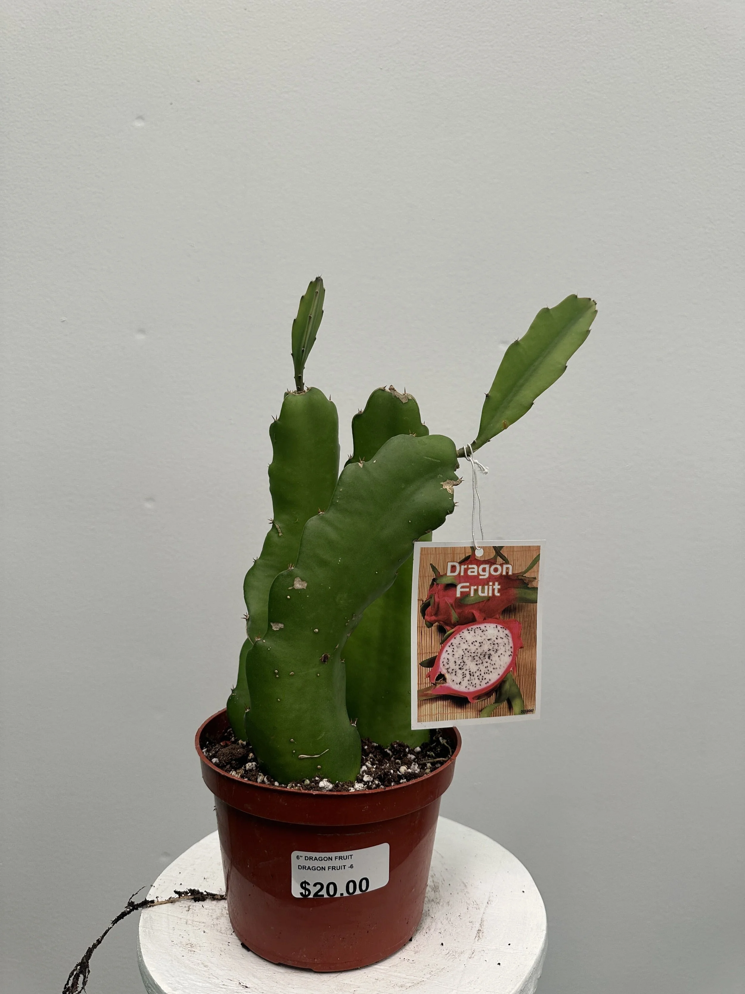 6" dragon fruit - $20
