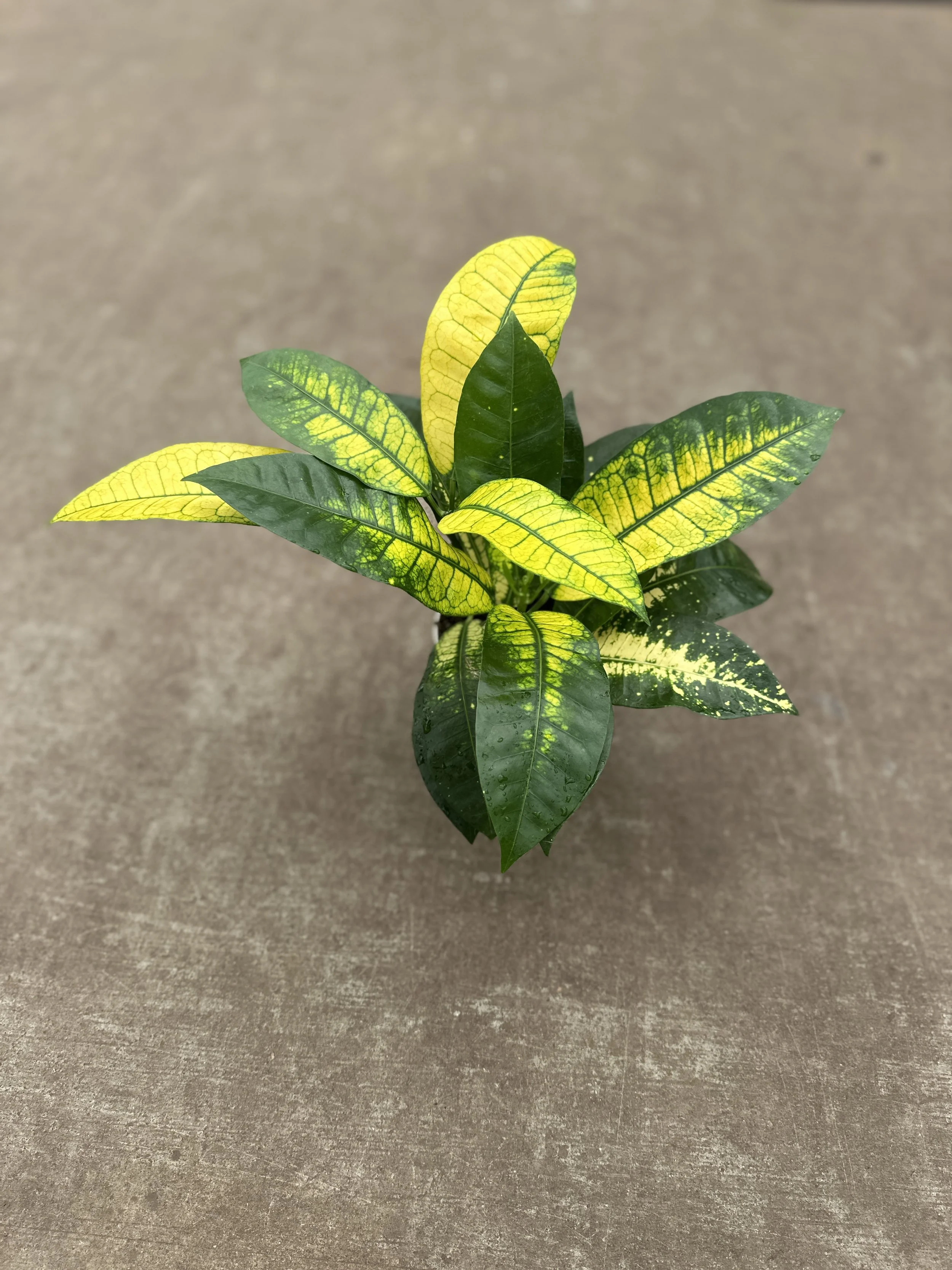 4" croton iceman - $6.75