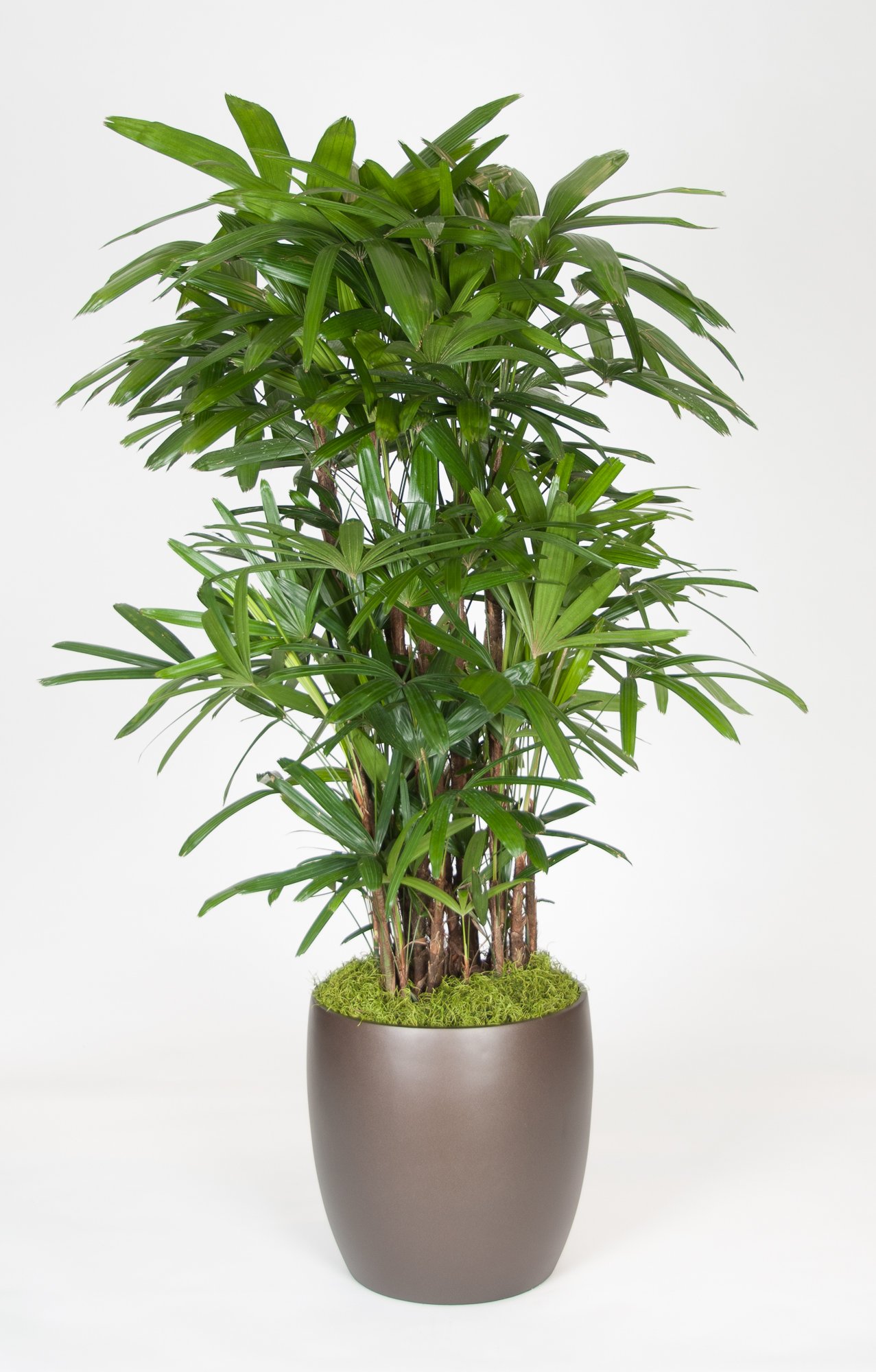 A tall potted indoor plant with elongated, green leaves in a brown ceramic pot filled with moss.