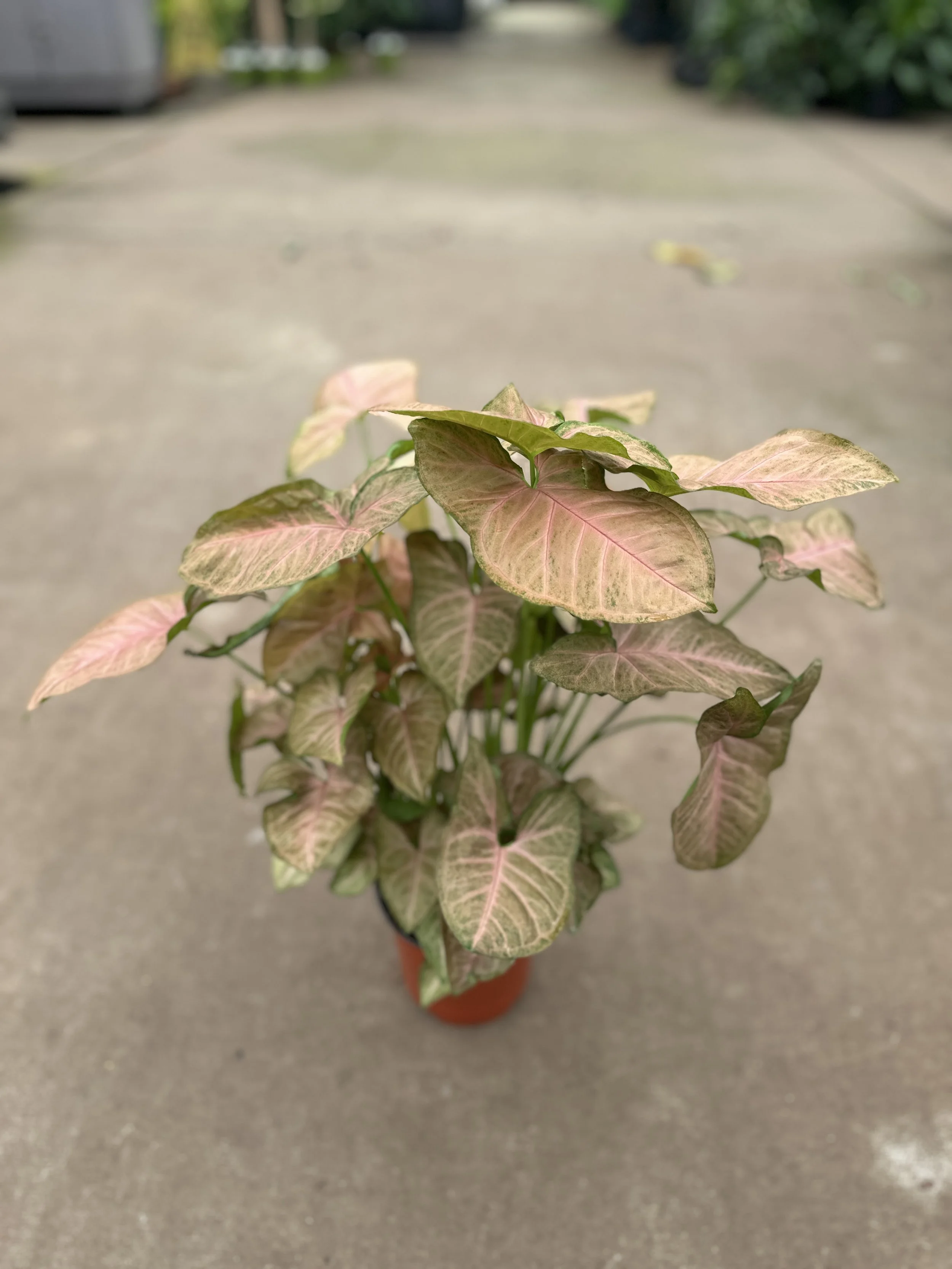 6" syngonium strawberry cream - $11.23