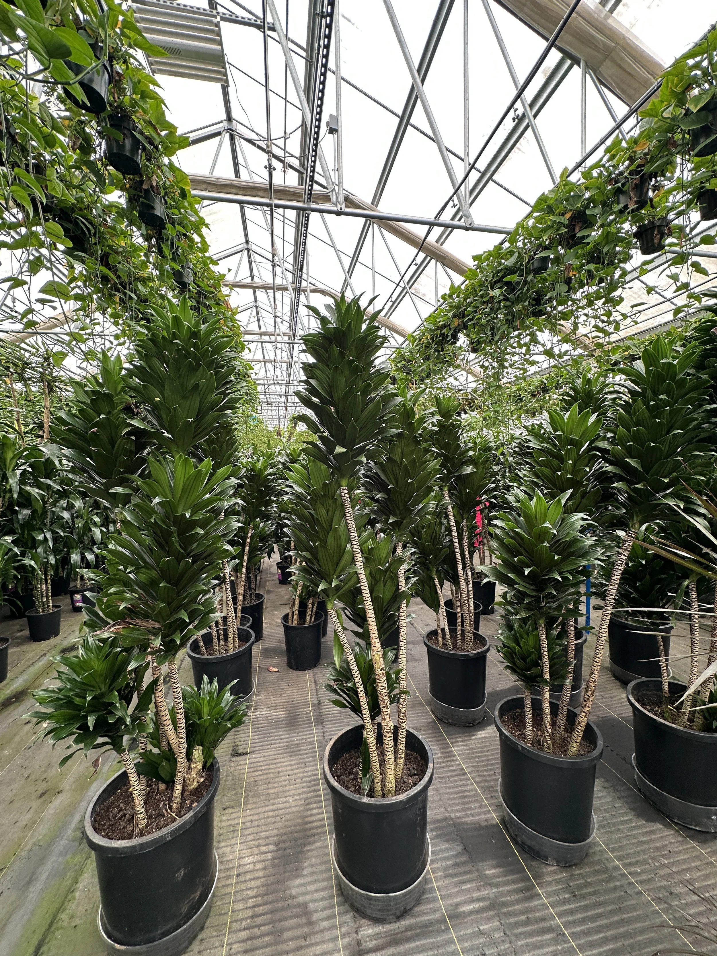 7gal dracaena compacta 6' - $175.75