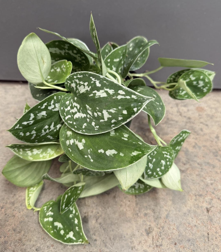 4in Satin Pothos - $9.02