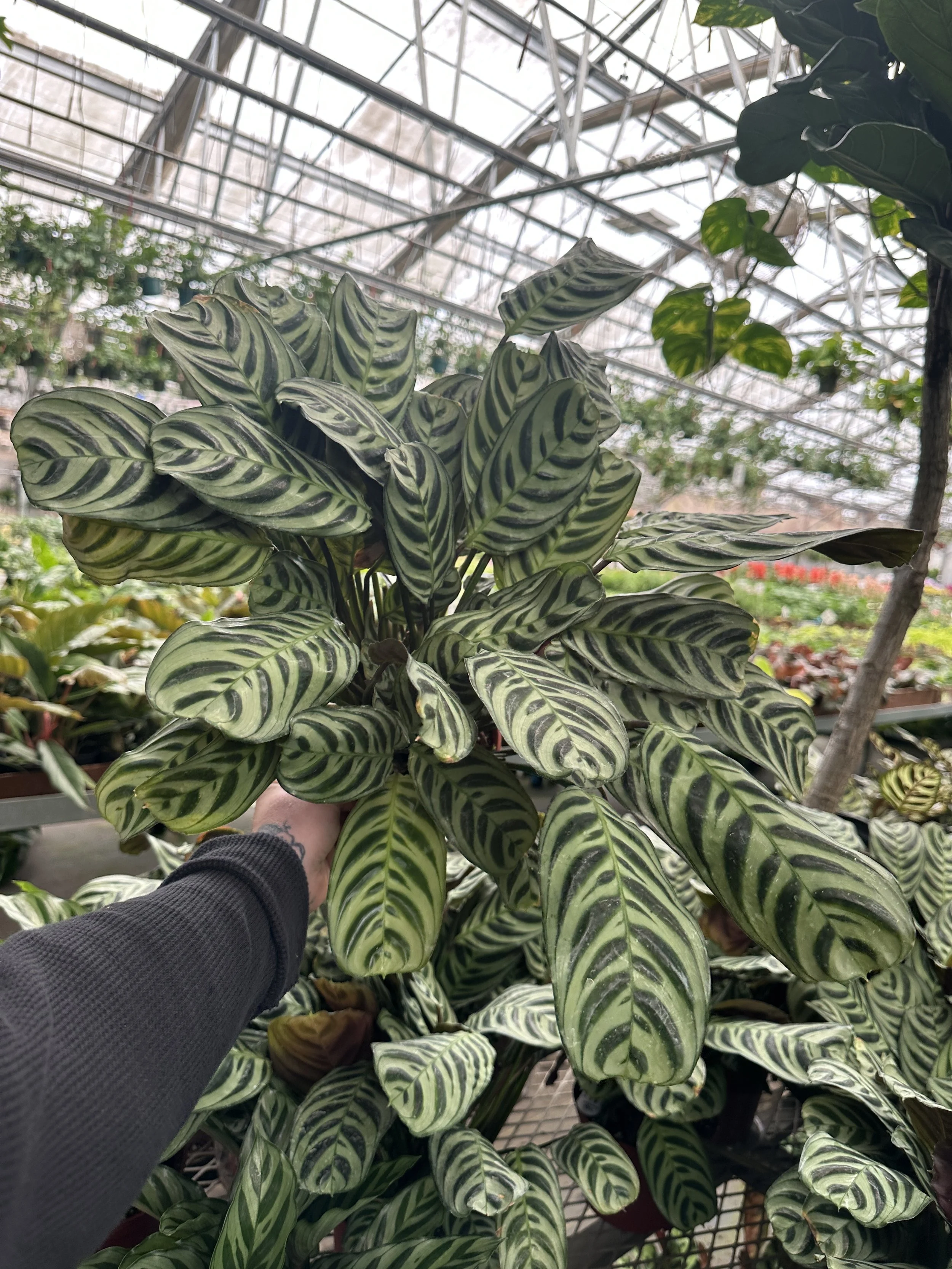 6" ctenanthe (calathea) burle marx- $13