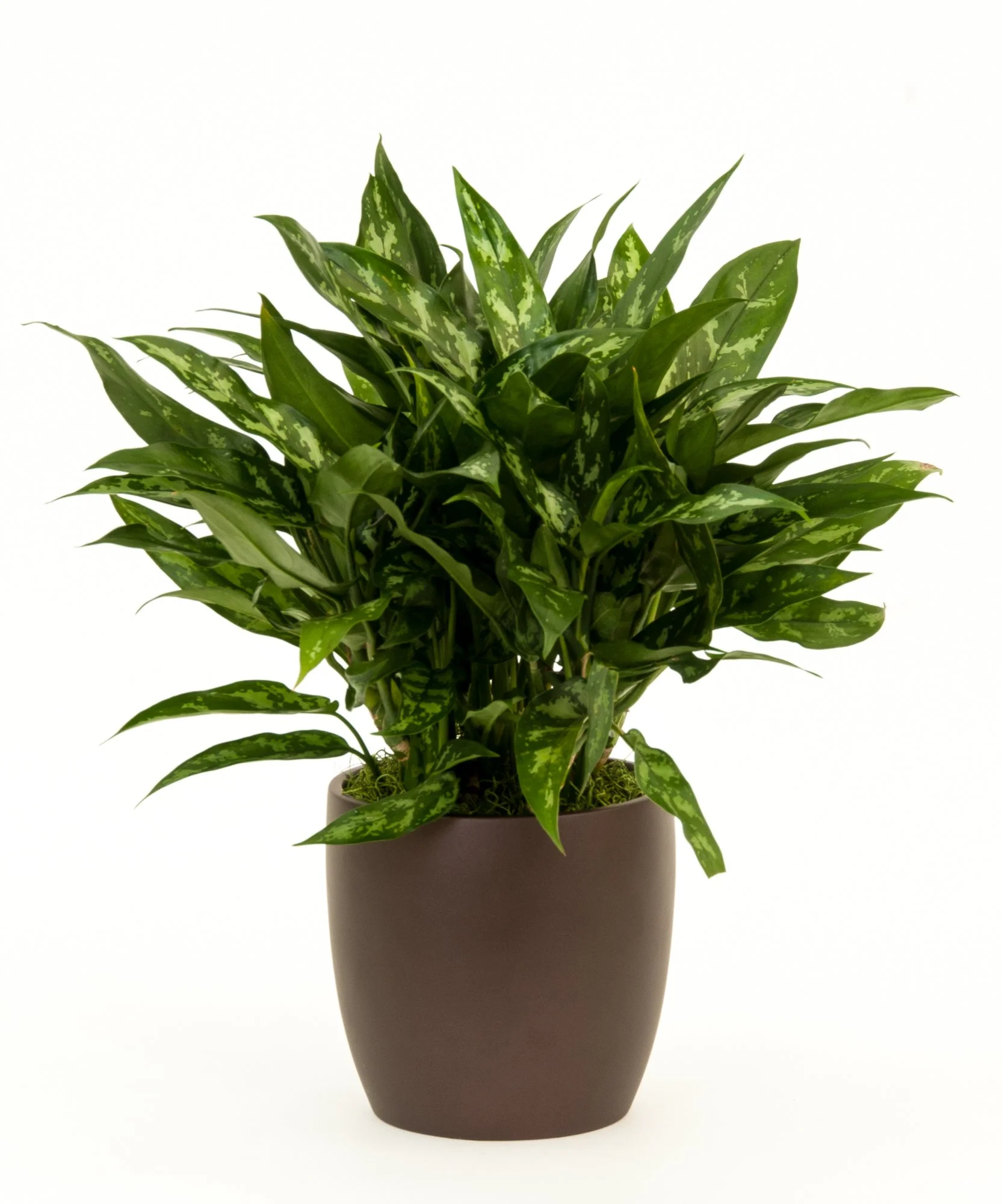 Potted plant with variegated green and white leaves, placed in a simple brown pot on a white background.
