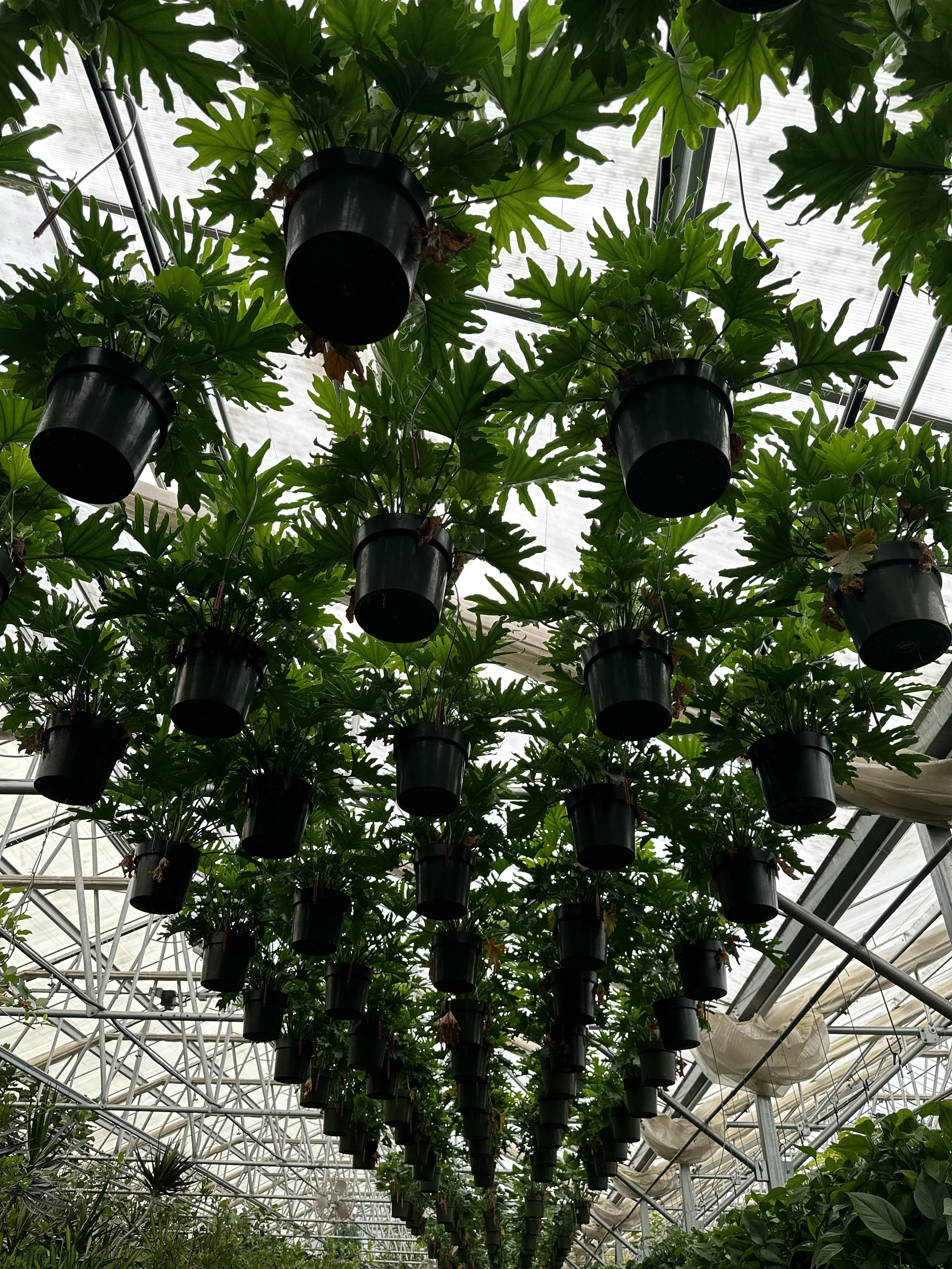 Inside a greenhouse with hanging black pots suspended from the ceiling, filled with leafy green plants. The structure has a metal framework and transparent roof panels, allowing natural light inside.