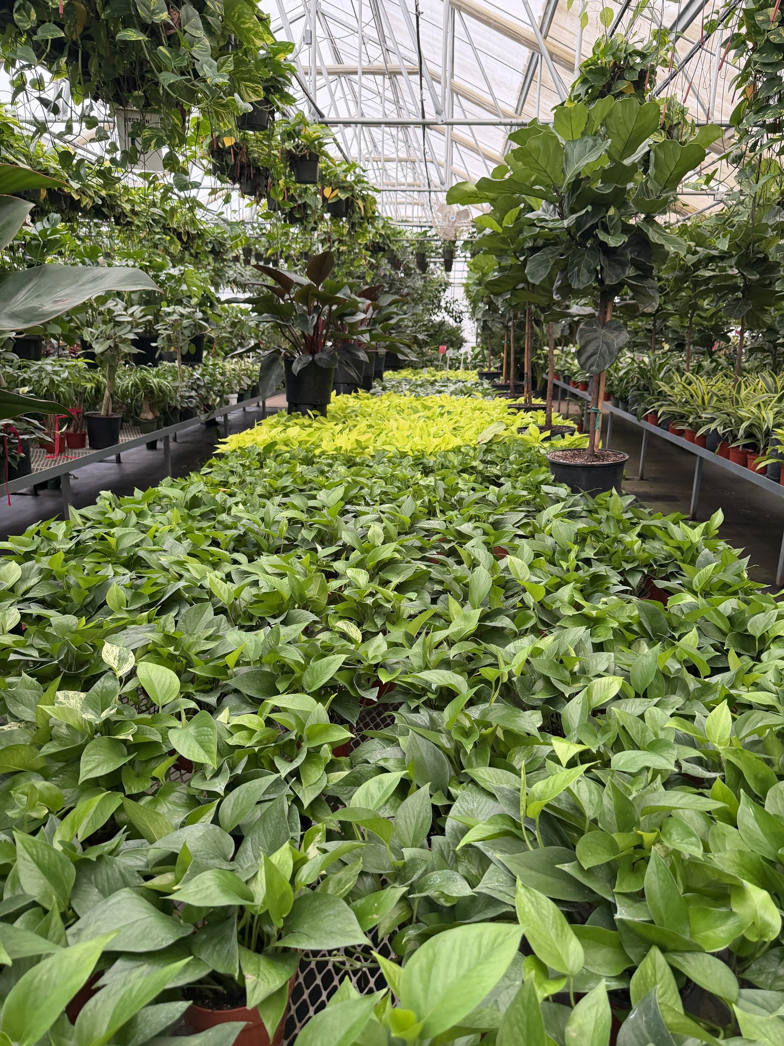 A greenhouse filled with various potted plants, including leafy green plants and small trees, arranged on metal shelves and the floor.