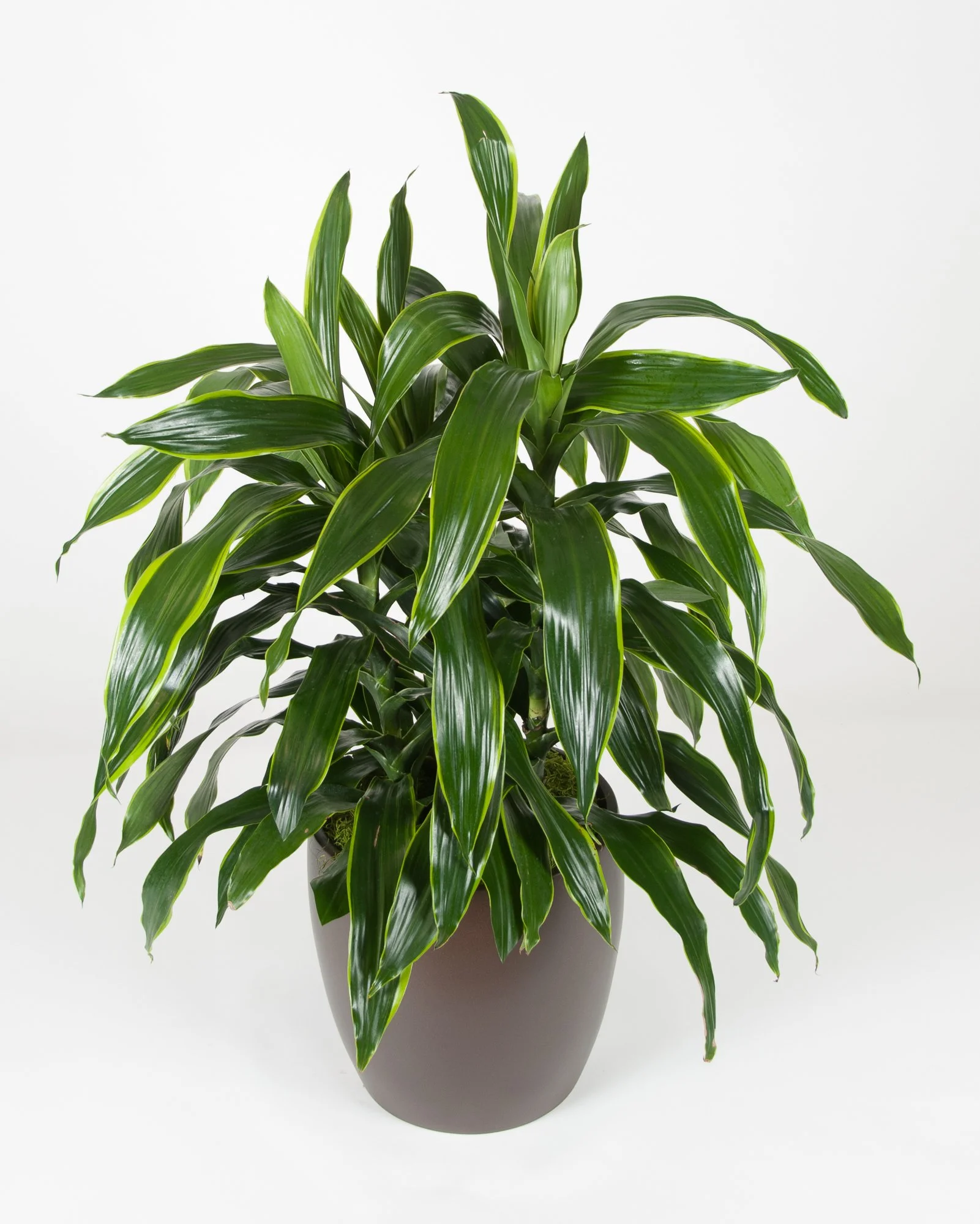 A lush green houseplant with long, pointed leaves in a white pot against a plain white background.