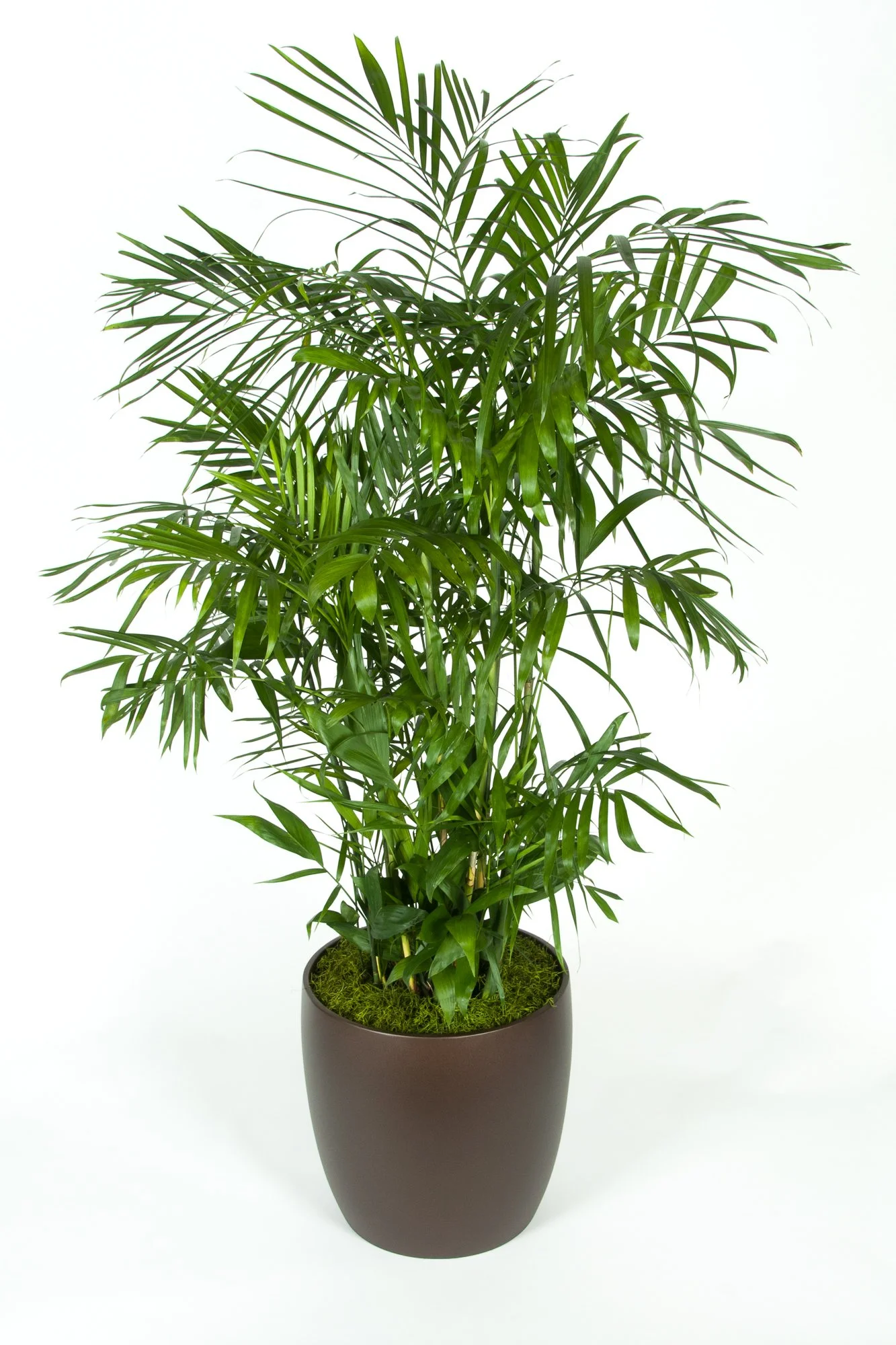 Indoor potted palm plant with long green fronds in a dark brown pot on a white background.