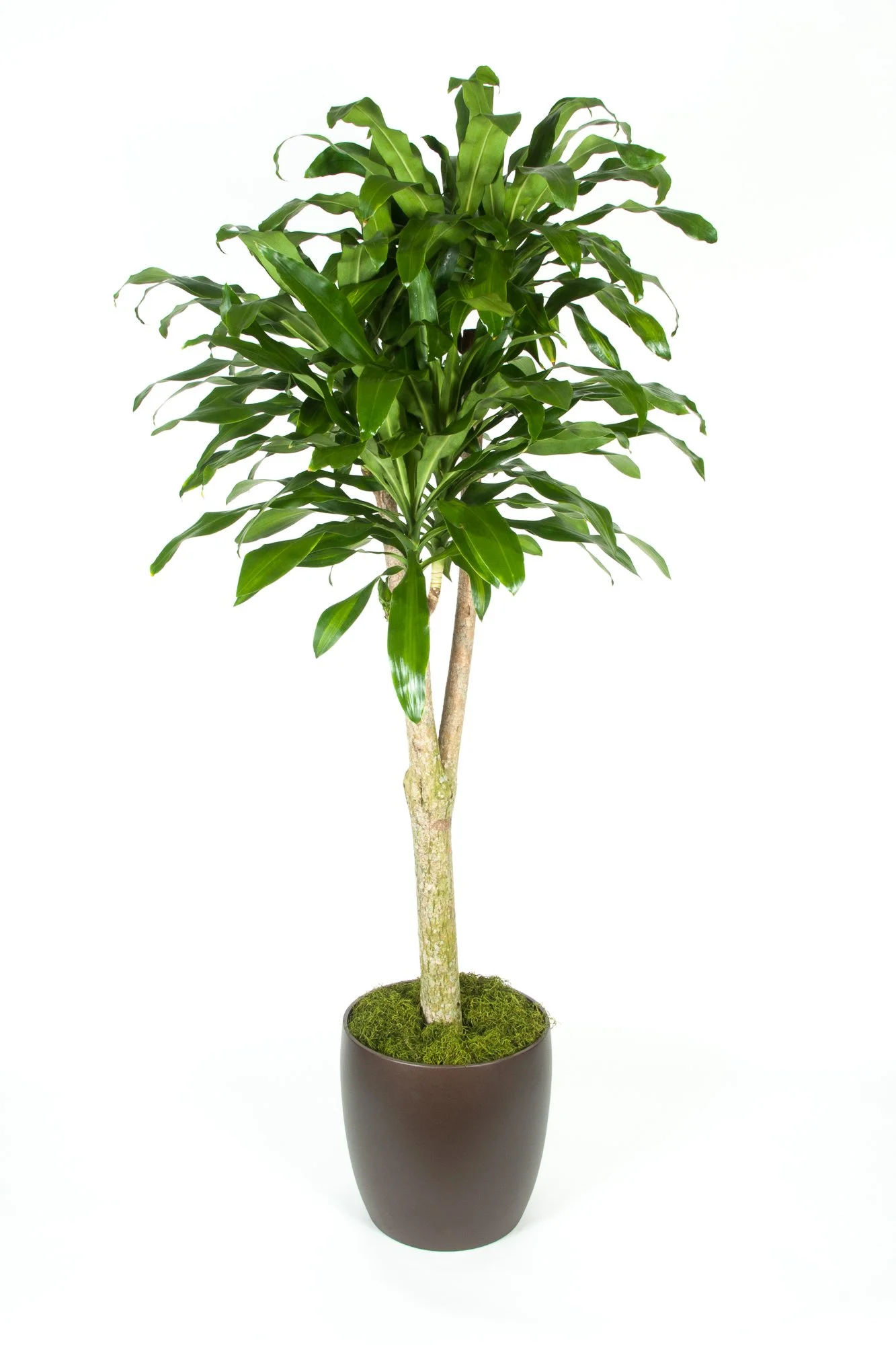A potted artificial indoor plant with green leaves in a black pot on a white background.