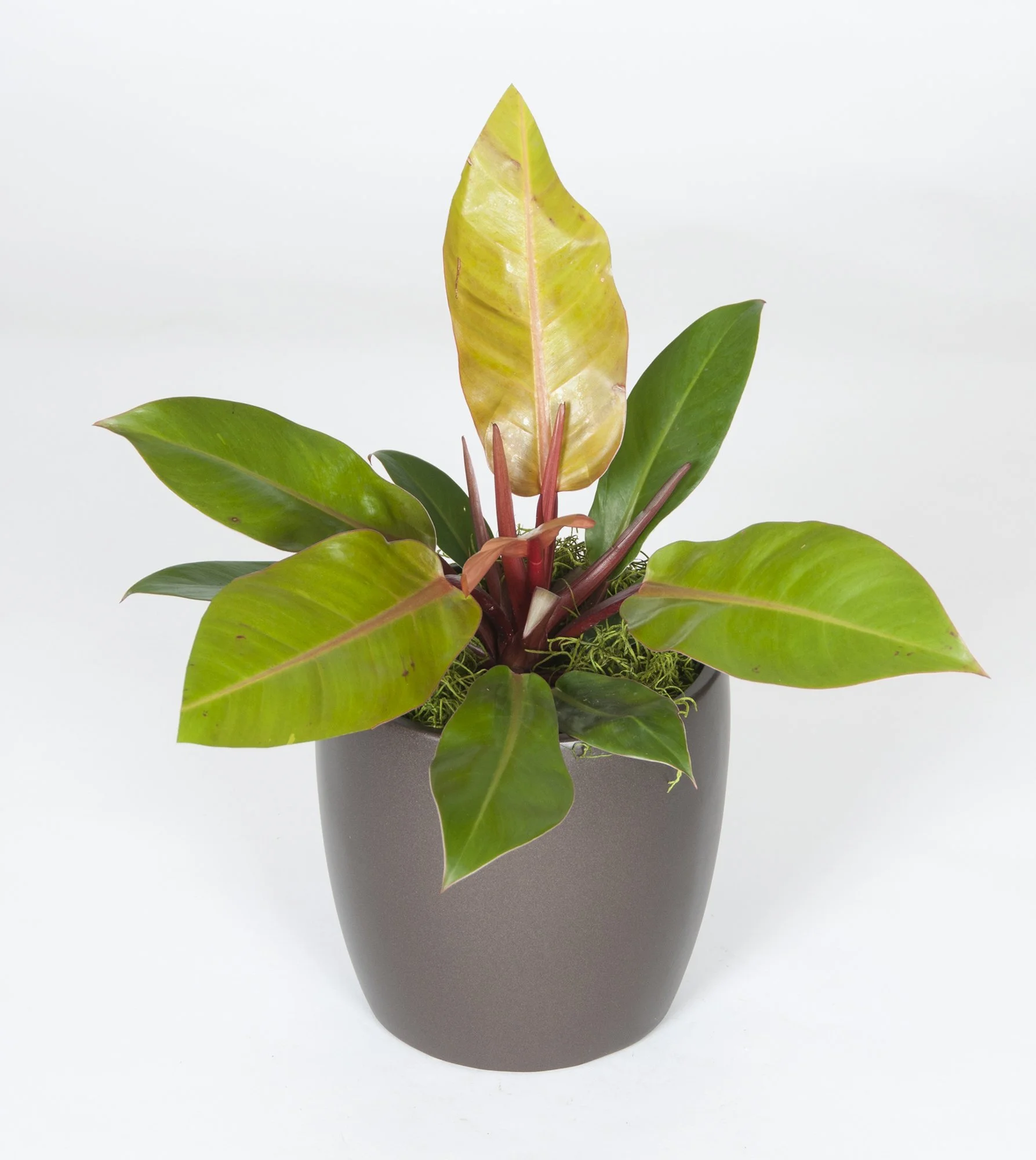 A potted plant with large glossy green leaves and a yellowish leaf in the center against a plain white background.