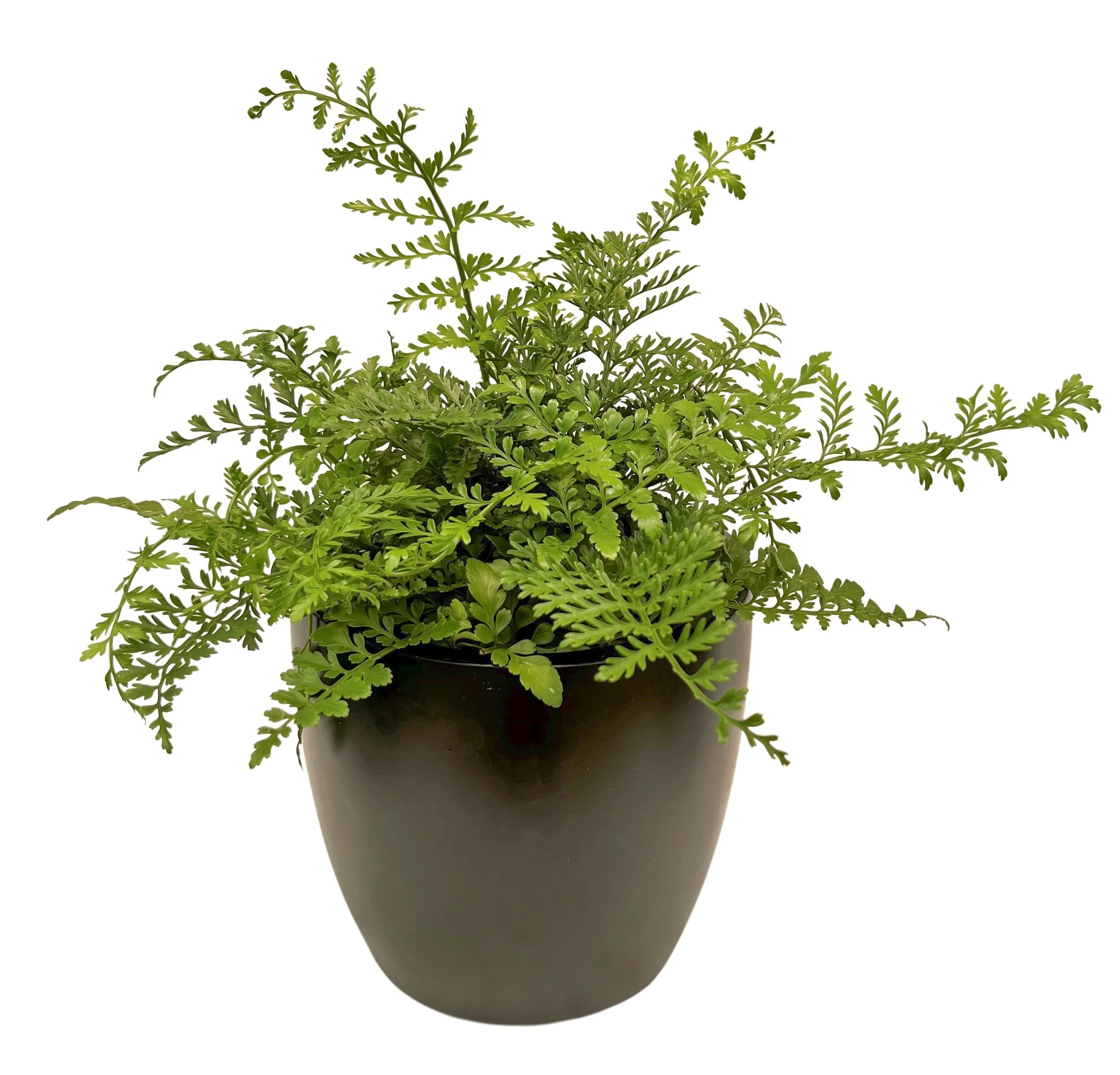 Variety of green foliage plants in a black pot against white background.