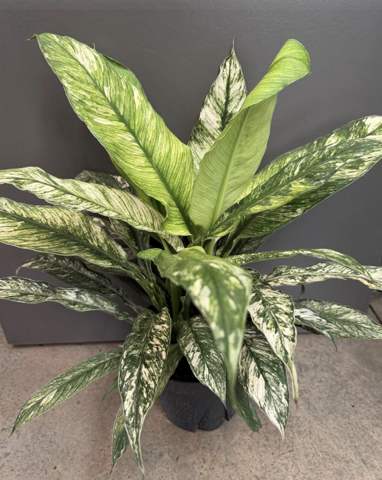 8" spathiphyllum sensation variegata - $40