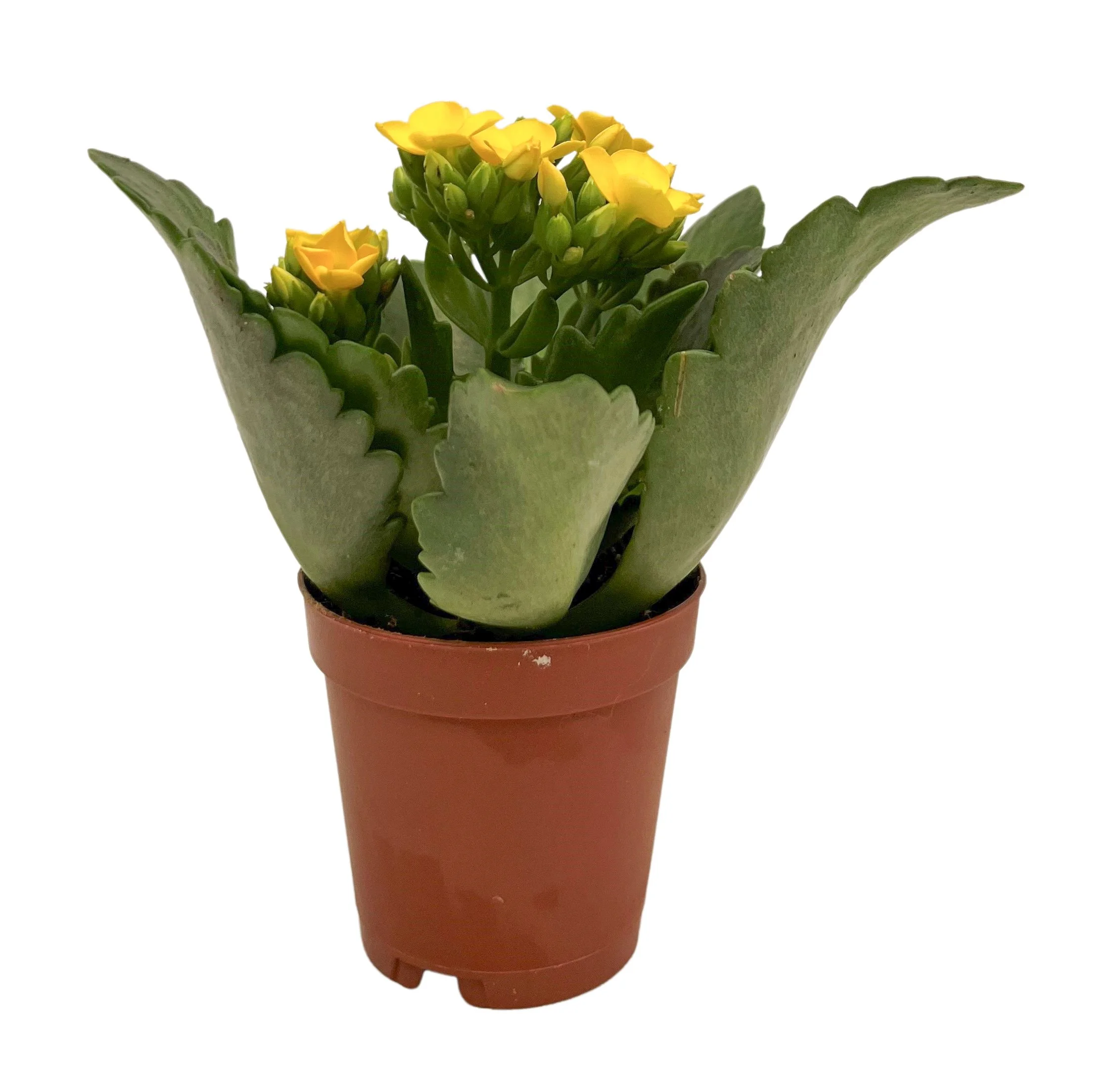 A potted succulent plant with green, scalloped leaves and small yellow flowers