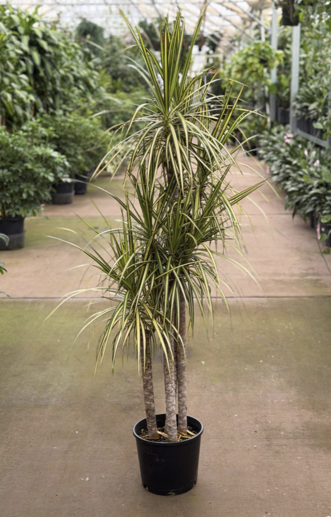 10" dracaena kiwi cutback - $90