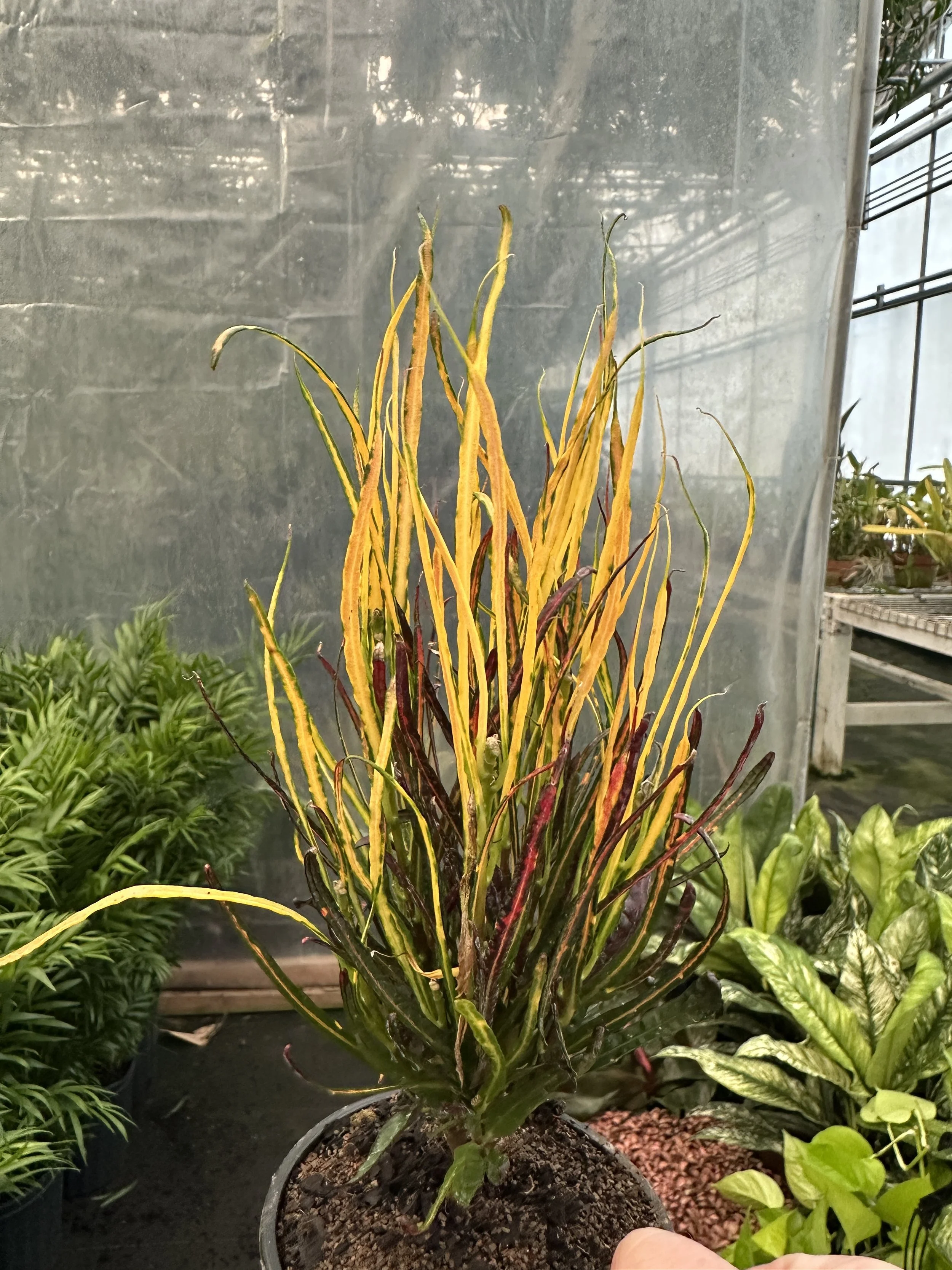 4" croton picasso - $5.64