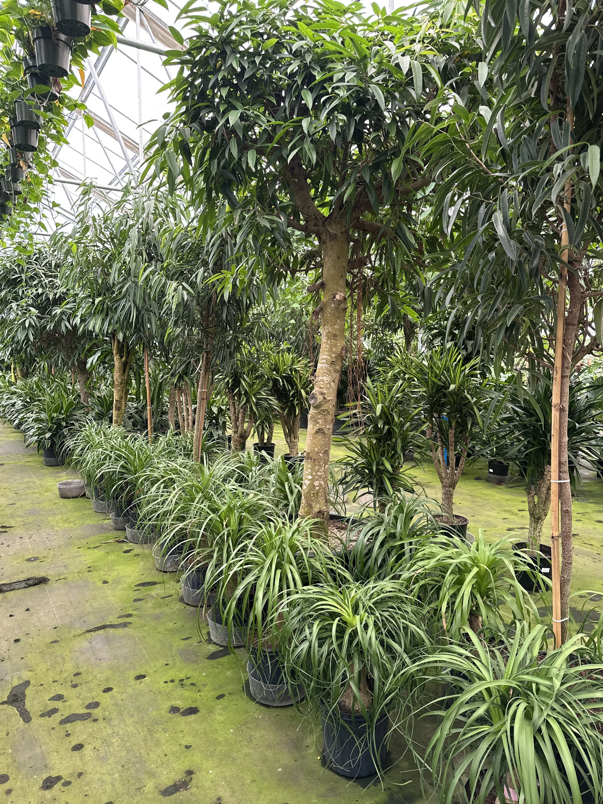 Various potted trees and plants inside a greenhouse with a green moss-covered floor.