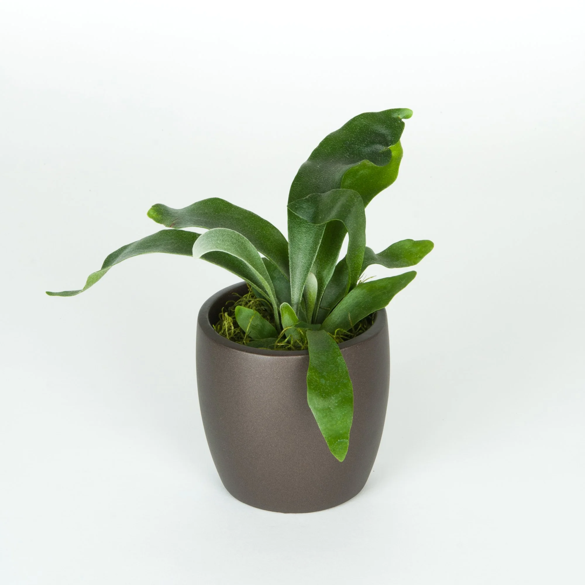 A potted plant with large green leaves against a plain white background.