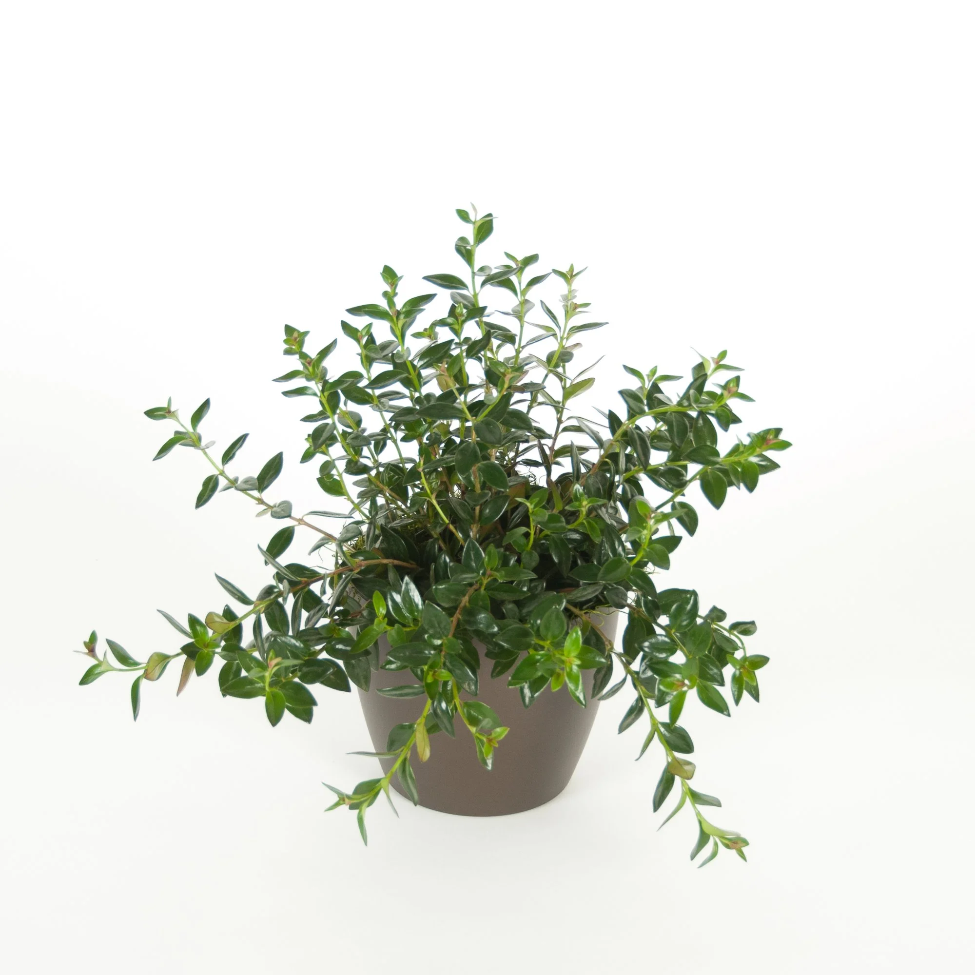 A lush green potted plant with numerous small, glossy leaves in a white container.