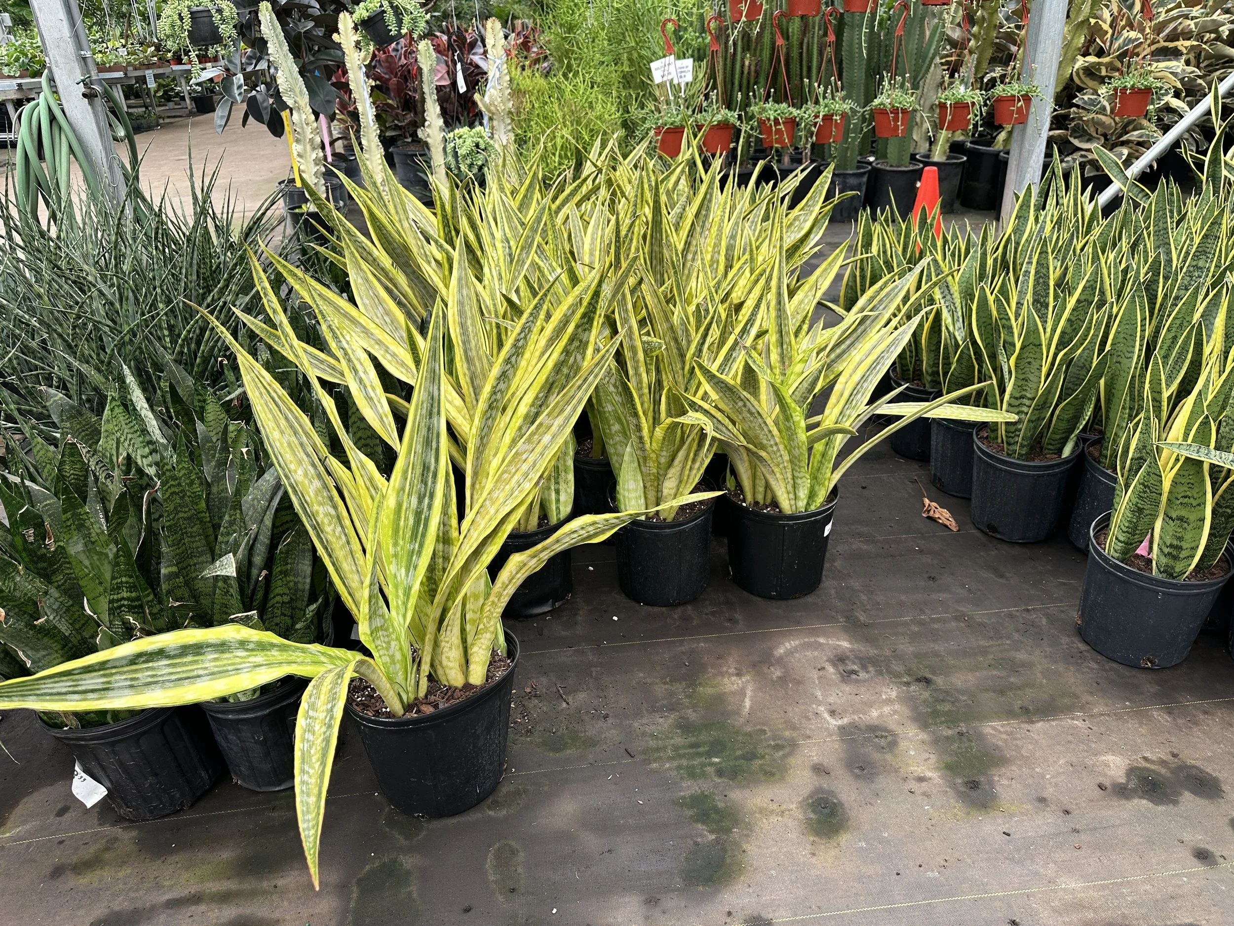10" sansevieria Lauren - $48.15