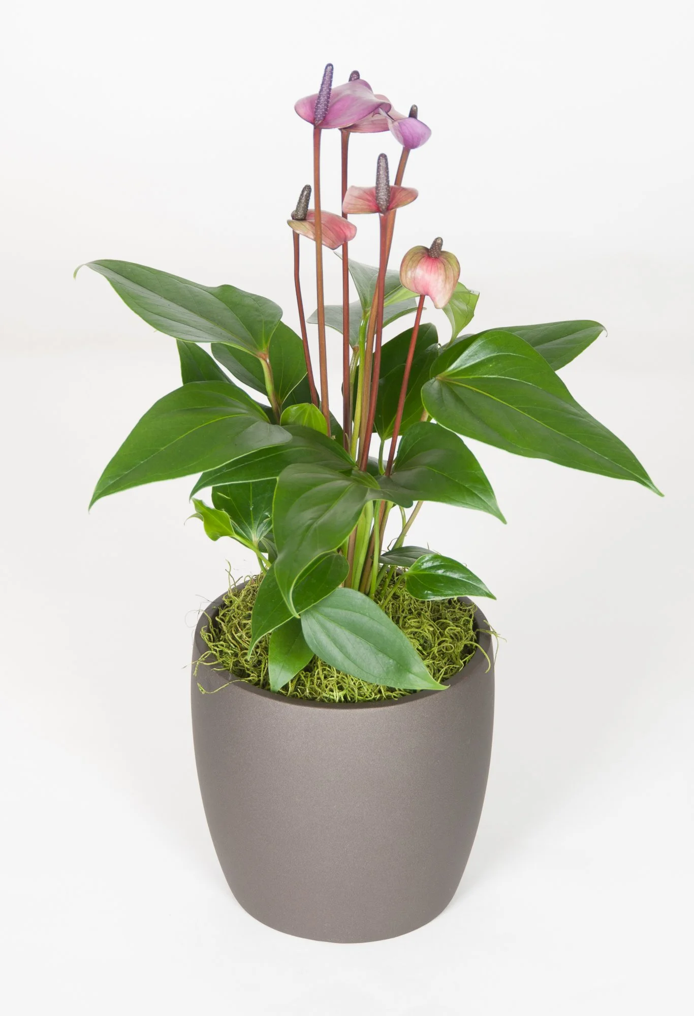 An arrangement of pink anthurium flowers with green leaves in a matte gray pot.