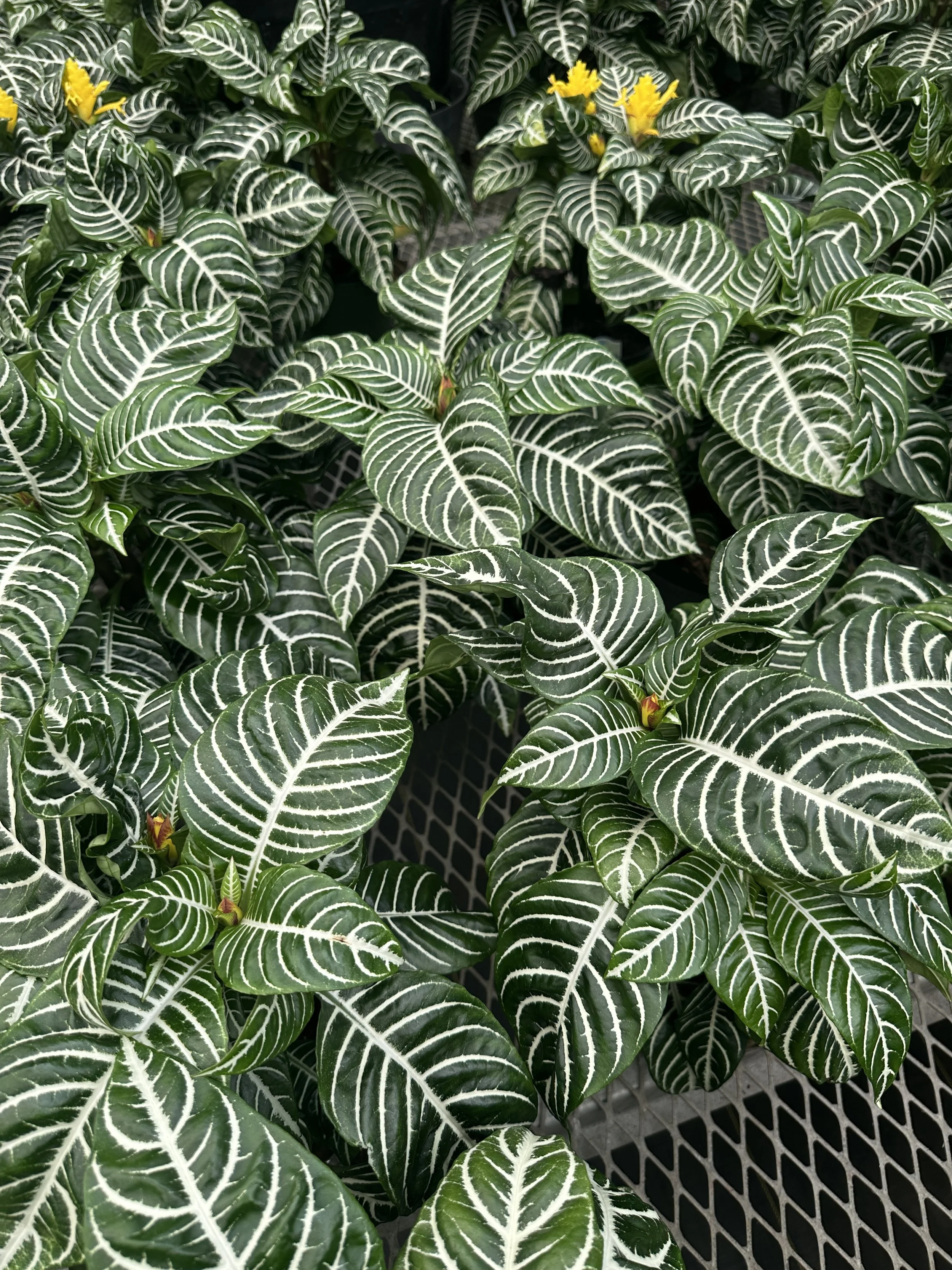 6" zebra - $11.84