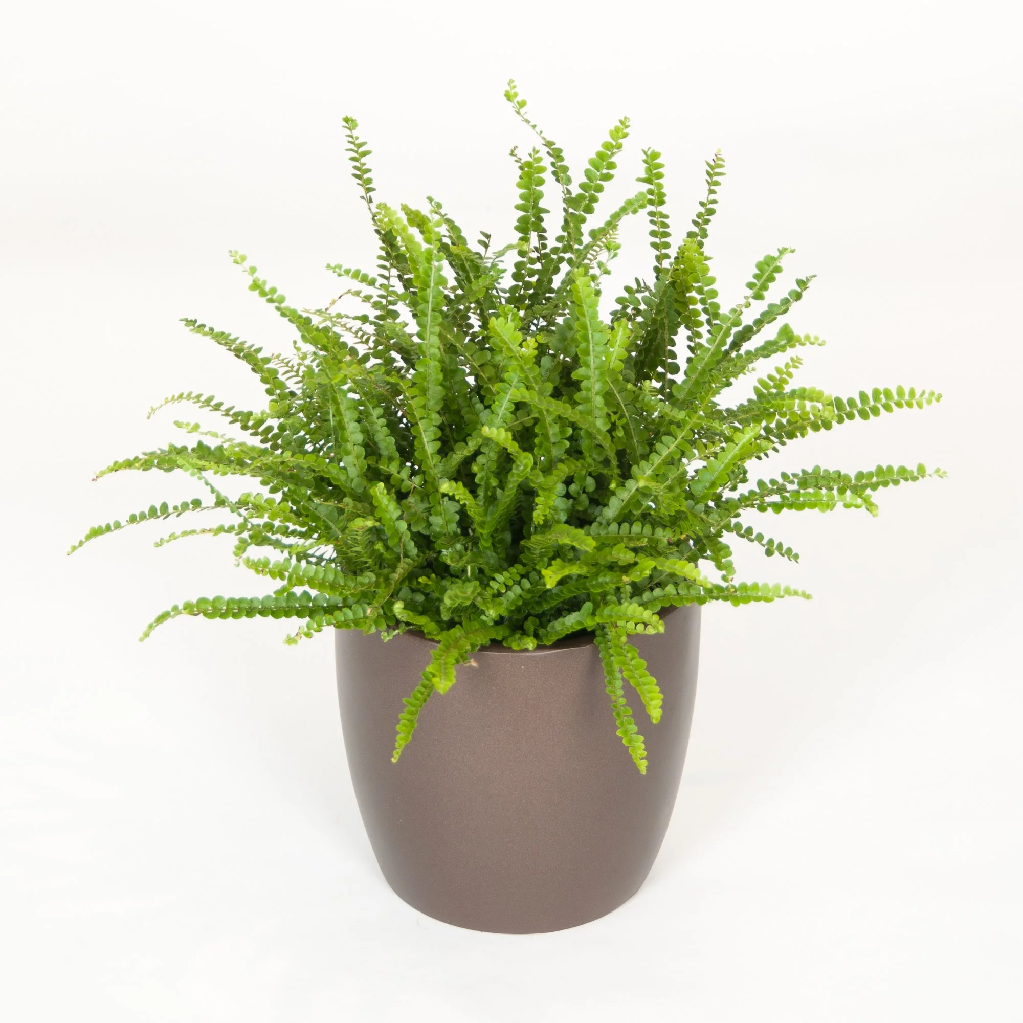 A green potted plant with small rounded leaves in a gray pot against a white background.