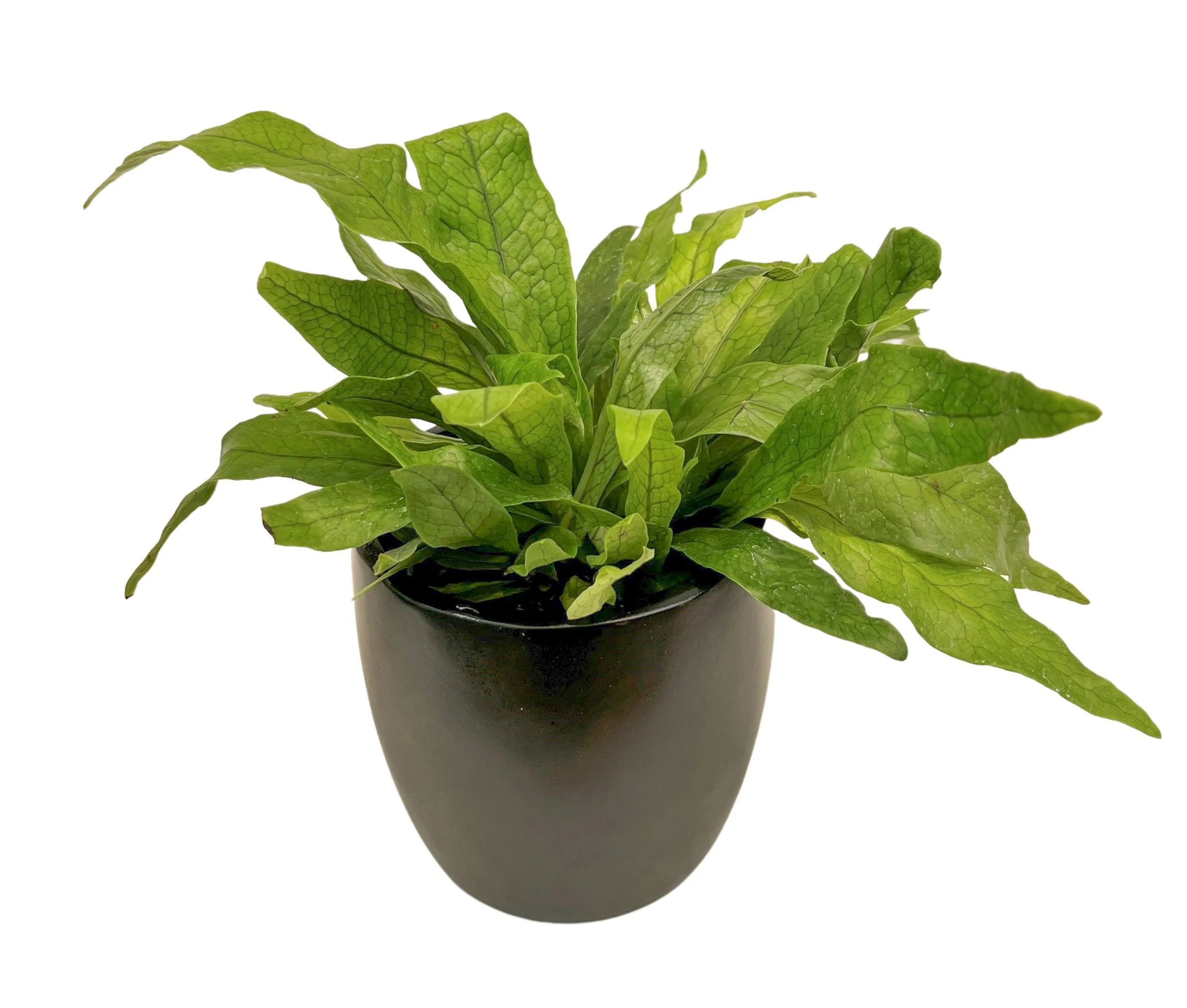 A potted green leafy plant with large textured leaves in a black pot against a plain white background.