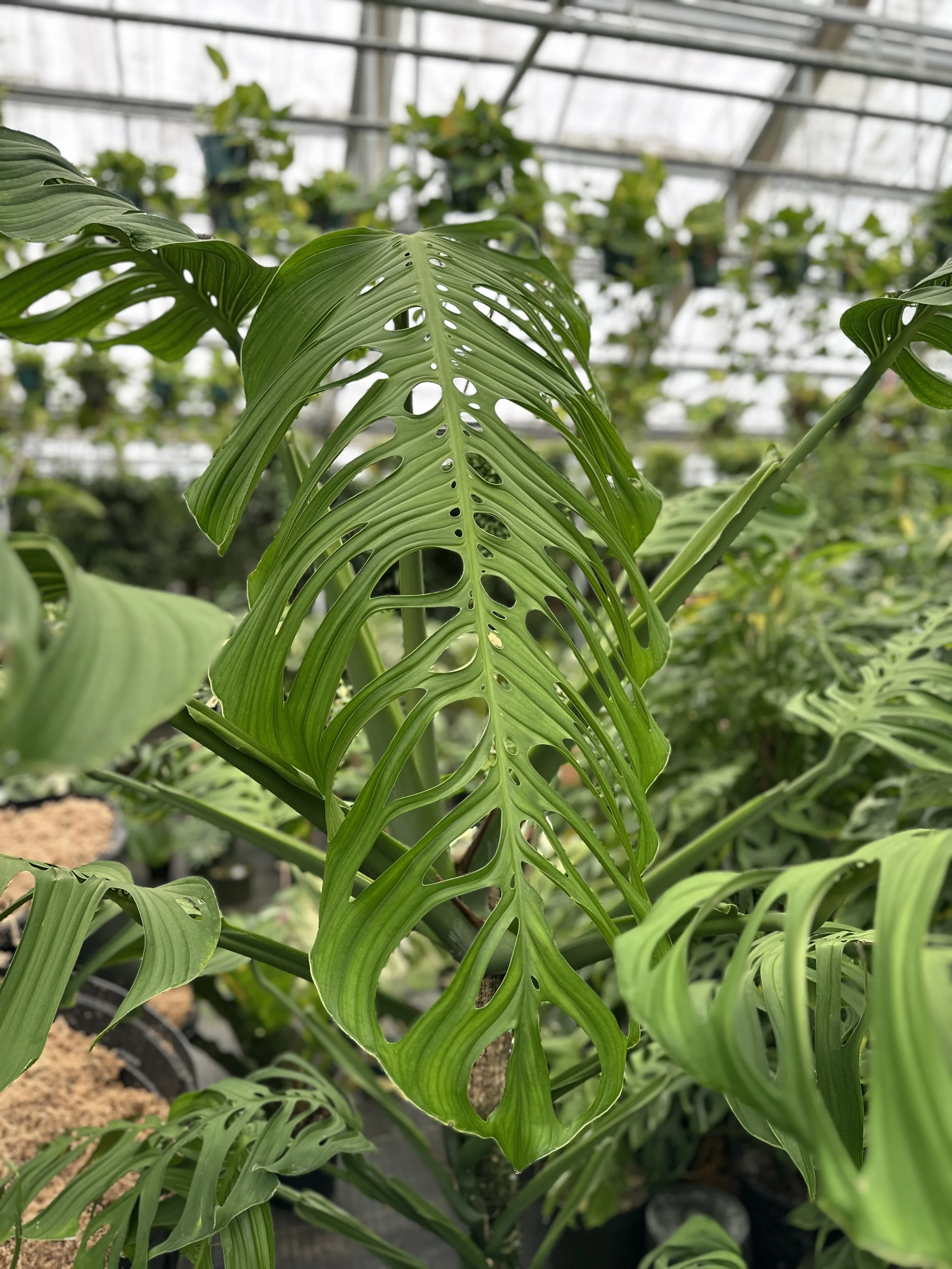 Close-up of a green Monstera leaf with distinctive holes, inside a greenhouse with other plants in the background.