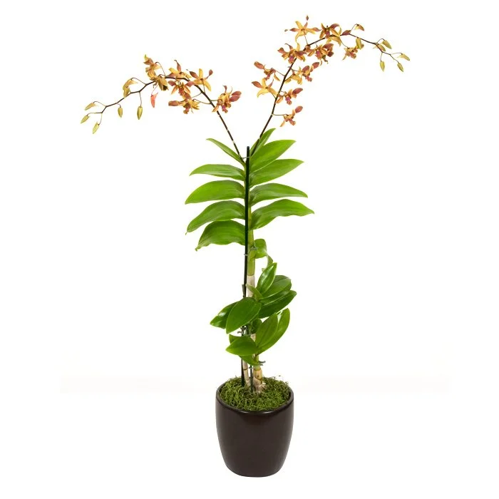 Potted orchid plant with green leaves and yellow-orange flowers