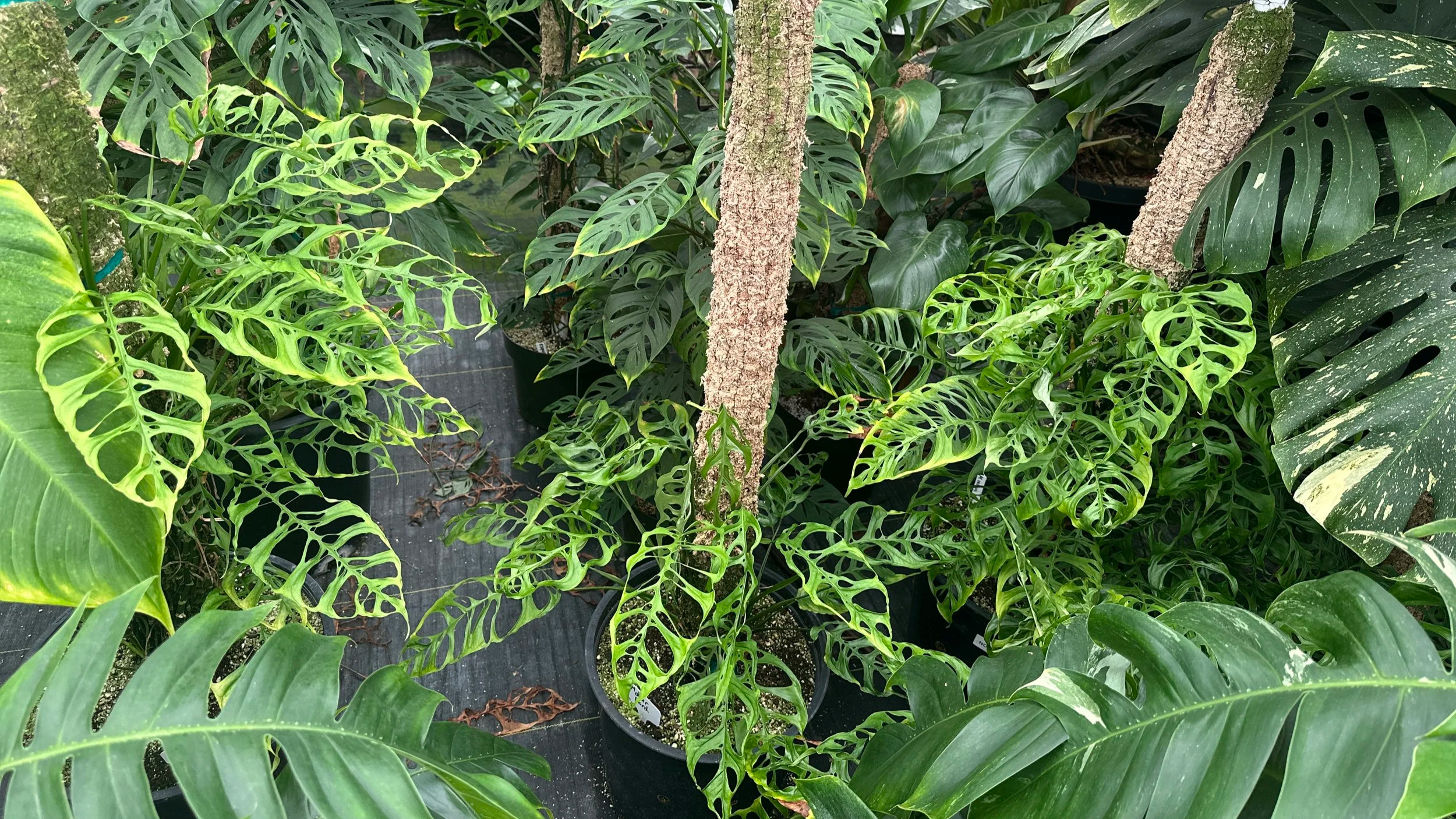 Various lush green tropical plants with large, uniquely shaped leaves in a nursery or garden setting.