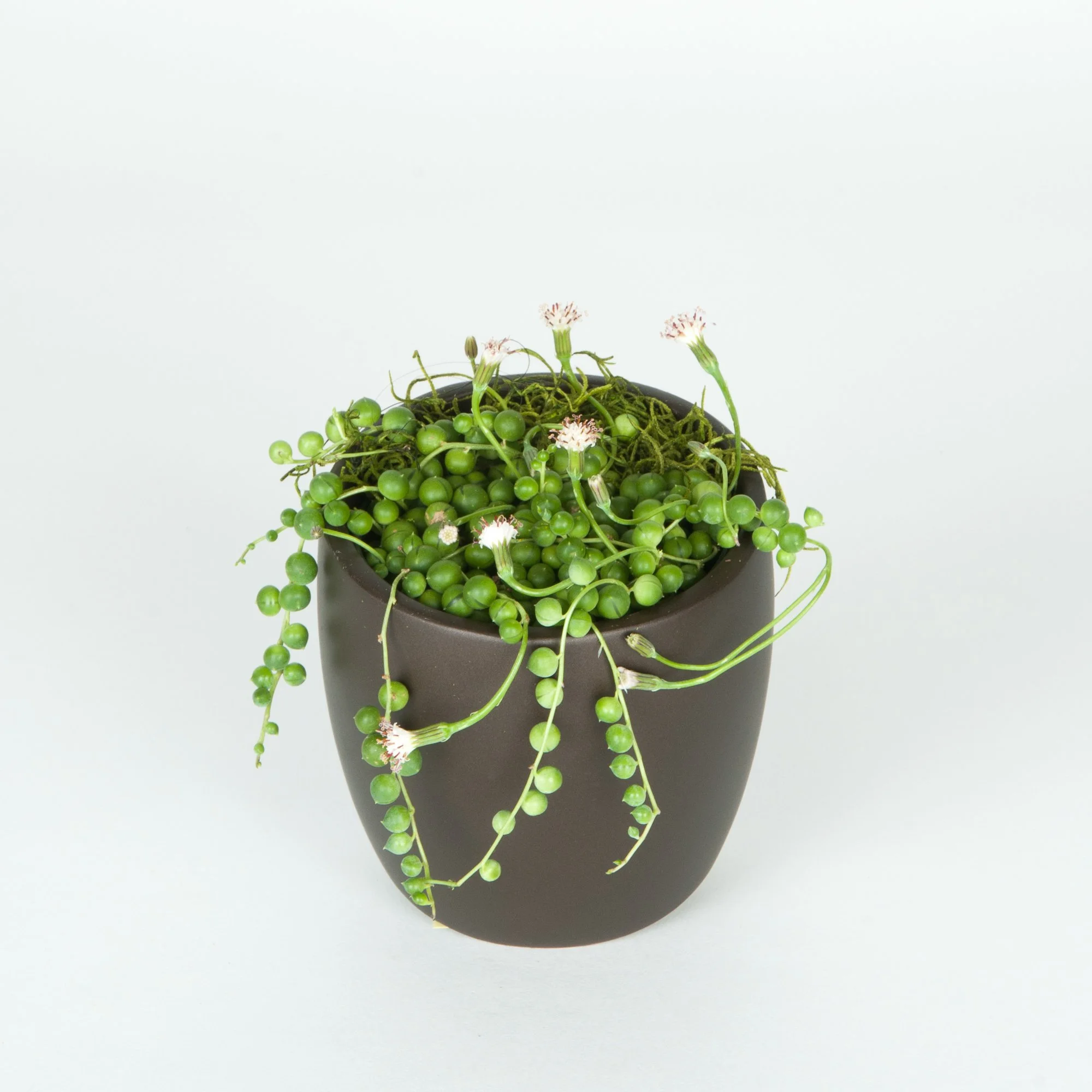 A black pot filled with green trailing succulent plants with small white flowers, placed against a white background.