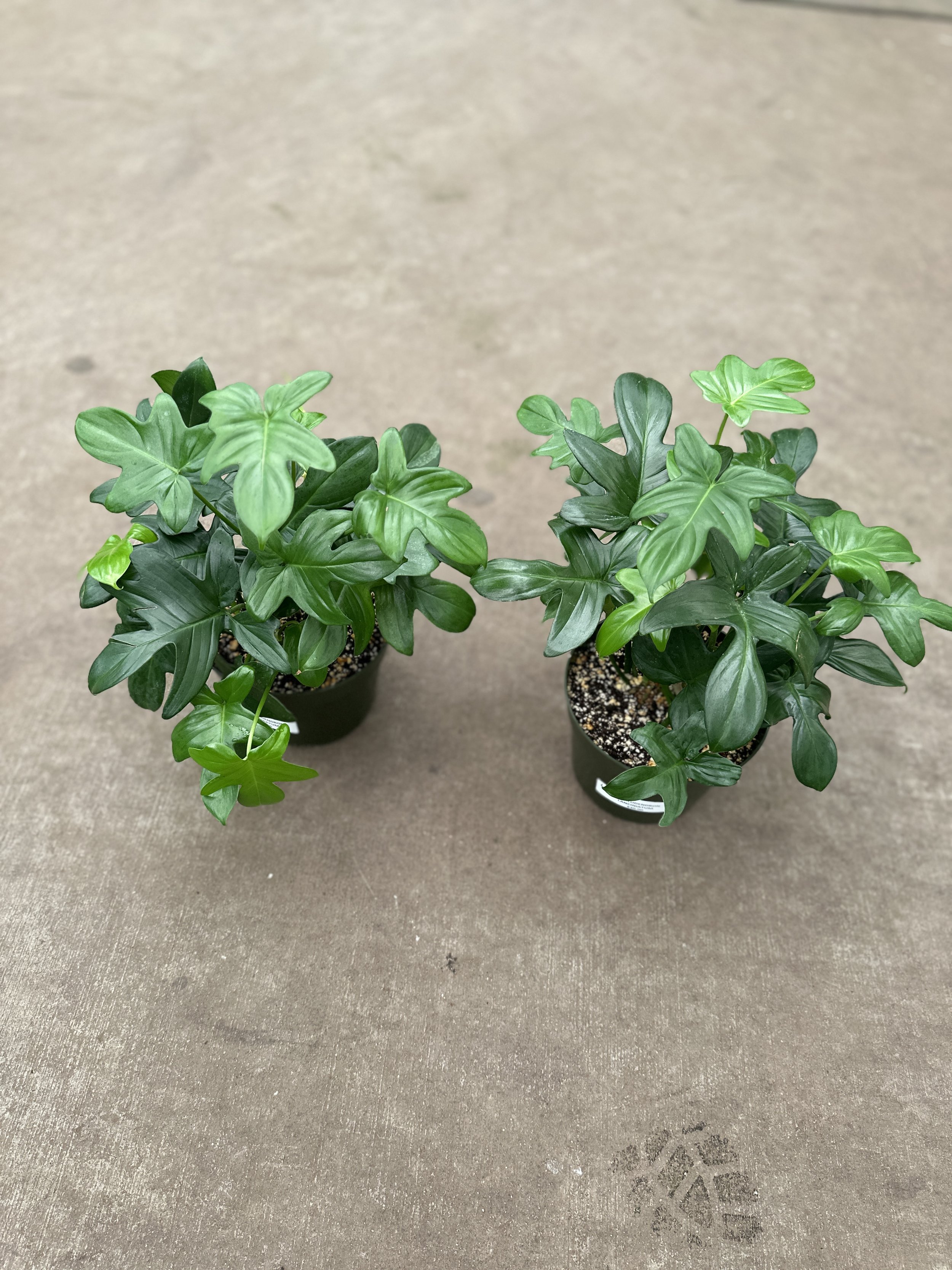 6" philodendron lanciniatum - $30