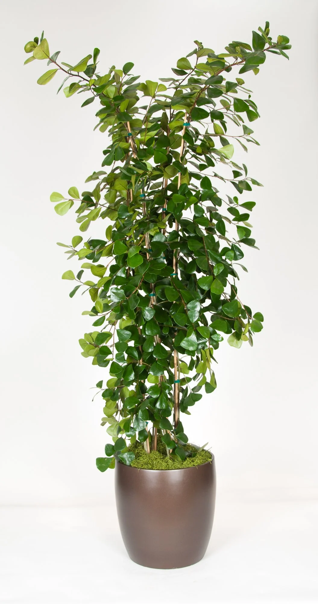 A tall potted artificial plant with green leaves in a brown pot, placed against a plain white background.
