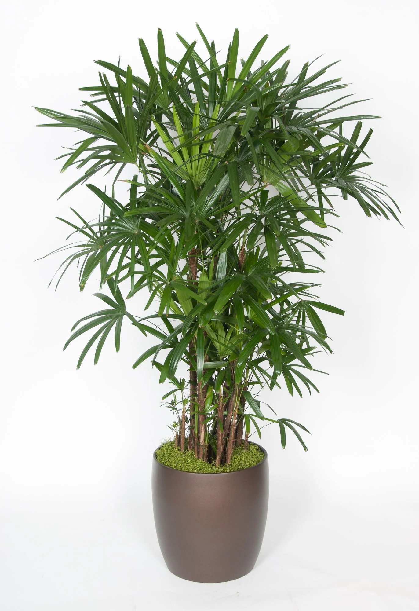 Tall indoor potted palm plant with long green fronds in a dark brown vase on a white background.