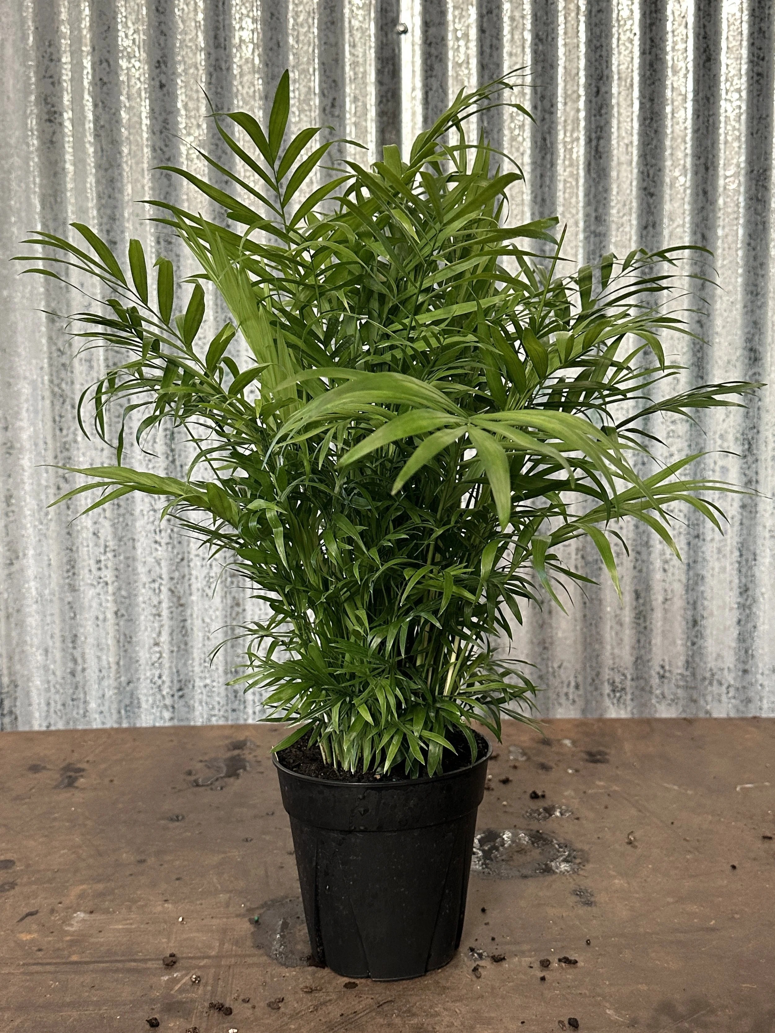 6" nb palm - $12.10