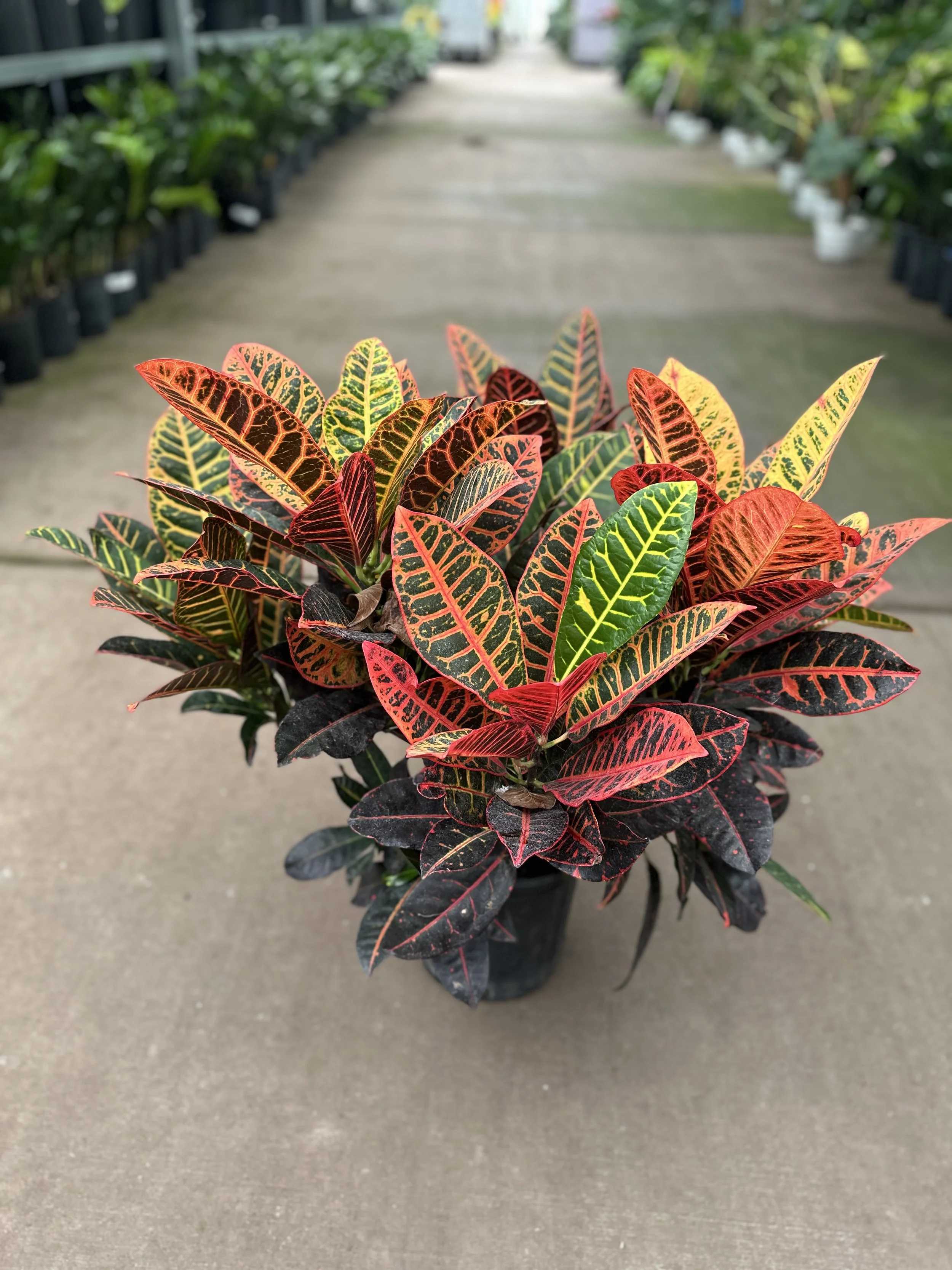 8" croton petra - $27.73