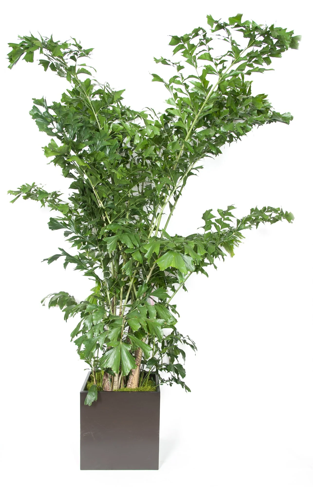 Indoor potted plant with green leaves in a black planter.