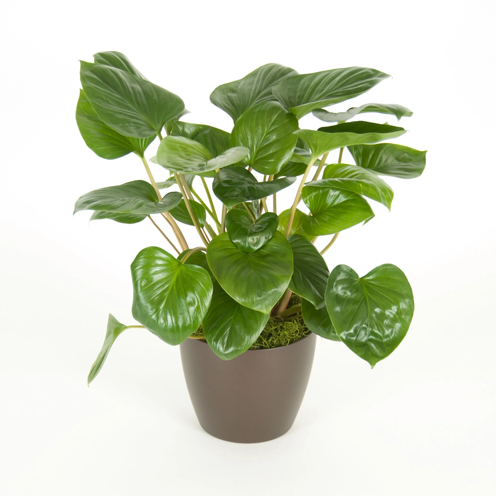 A potted green plant with large, glossy leaves against a white background.