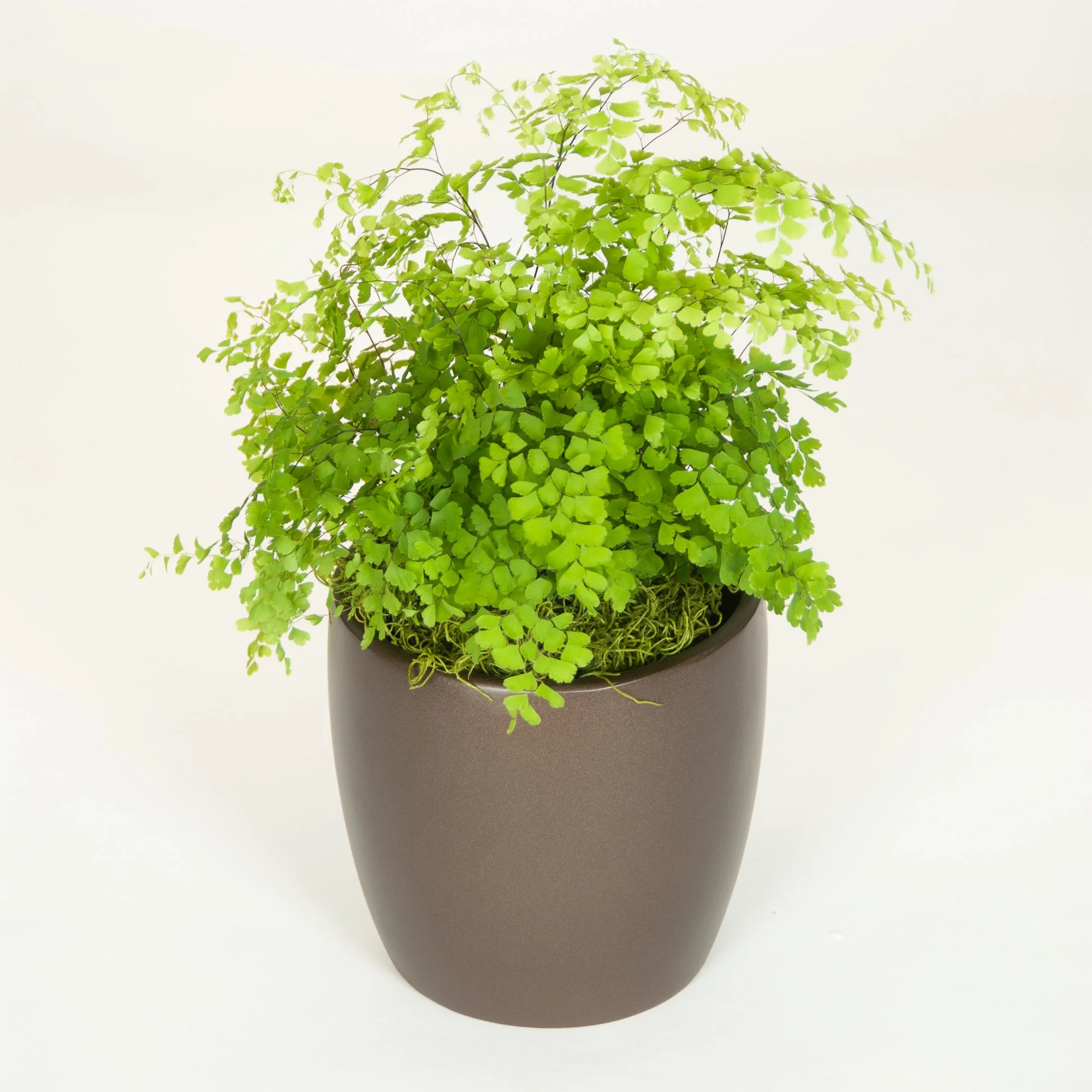 A small potted fern with light green leaves on a white background.